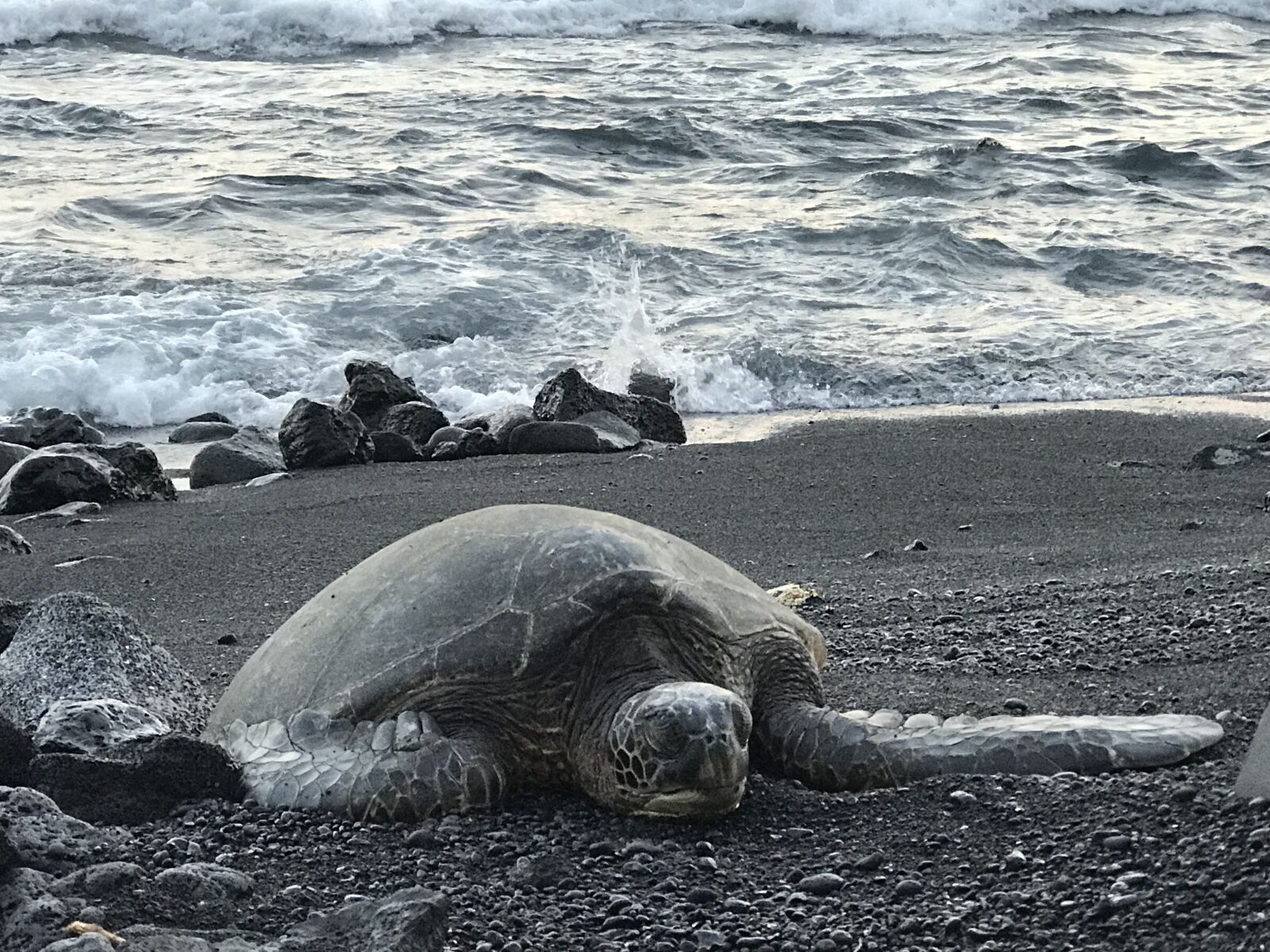 Apple iPhone 7 Plus sample photo. The code or, kona photography