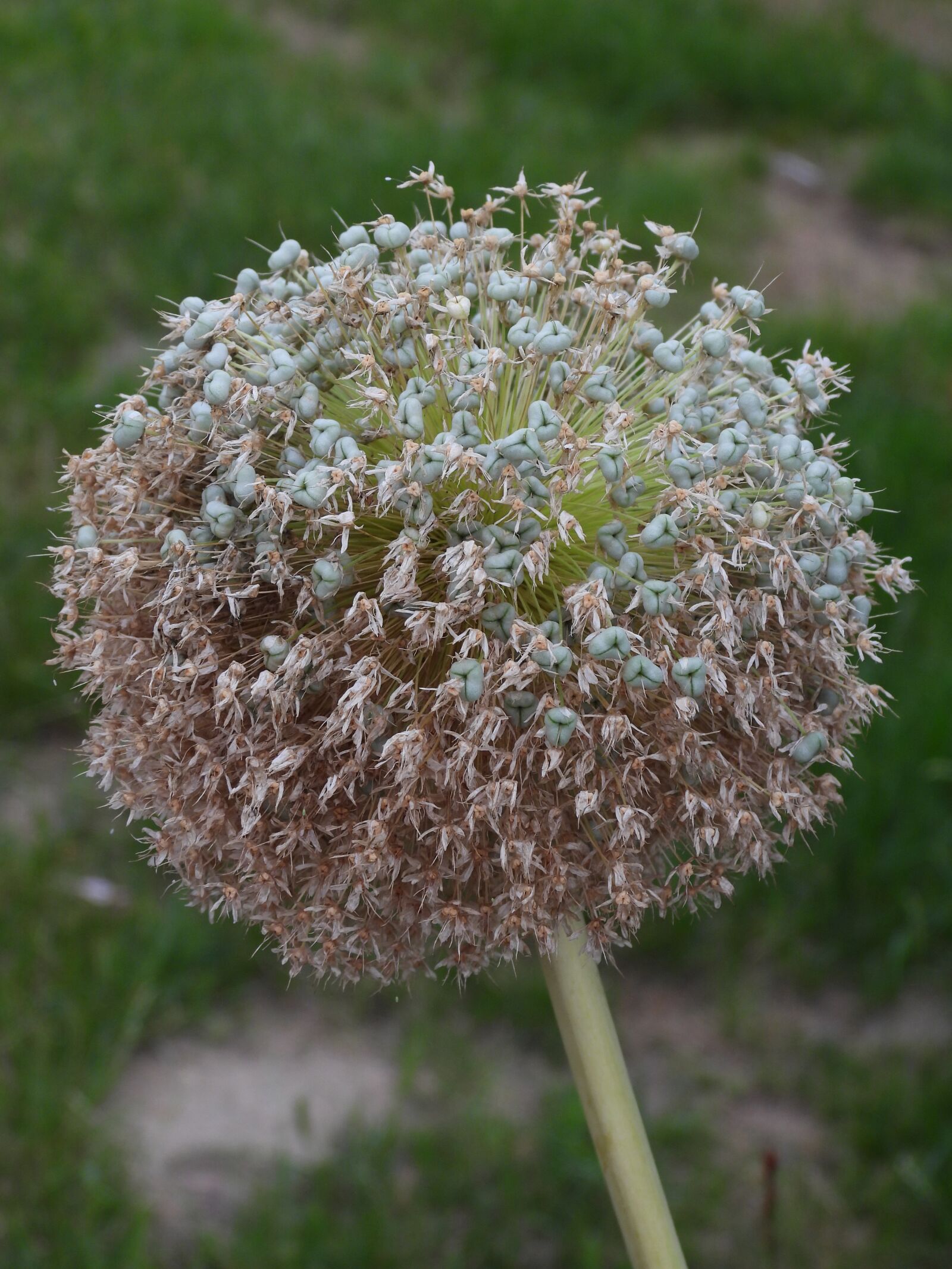 Nikon Coolpix P1000 sample photo. Garlic, flower, plant photography