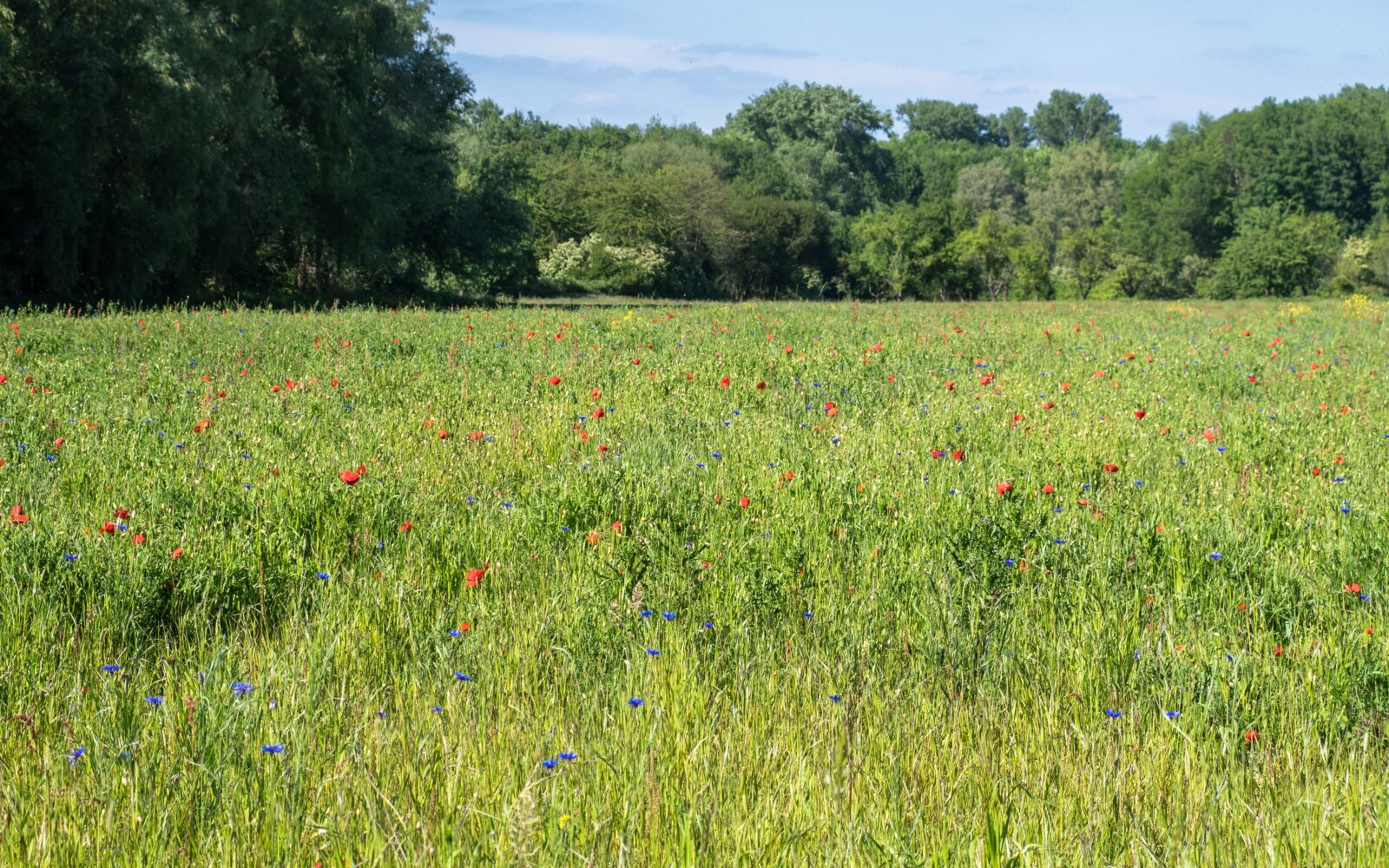 Canon PowerShot G3 X sample photo. Flower meadow, meadow, poppy photography