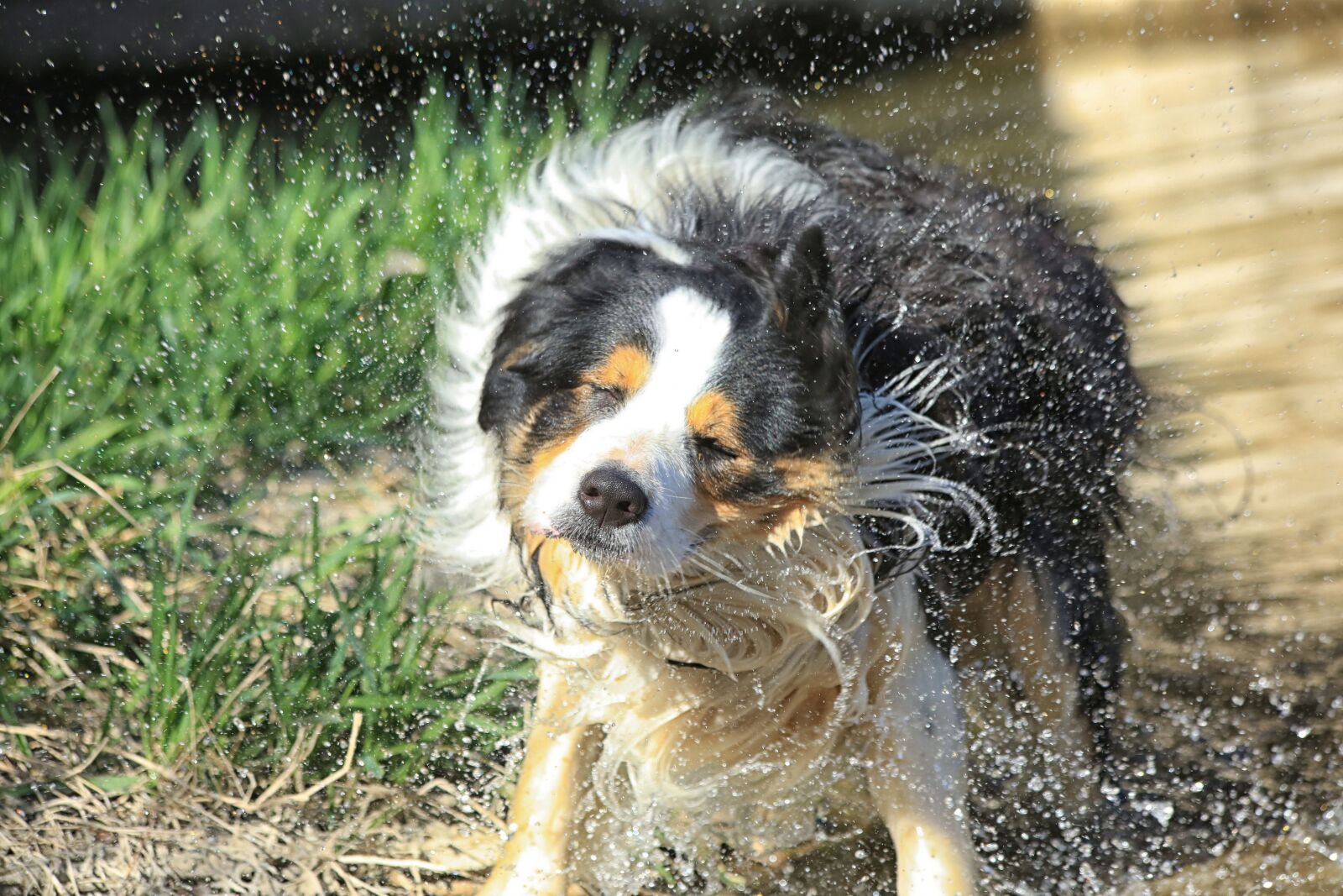 Canon EOS 5D Mark III sample photo. Dog, hair, mammals photography