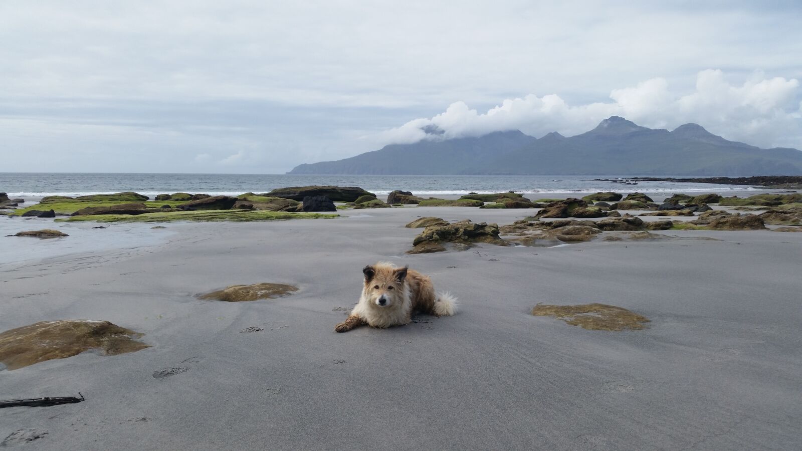 Samsung Galaxy S5 sample photo. Dog, beach, island photography
