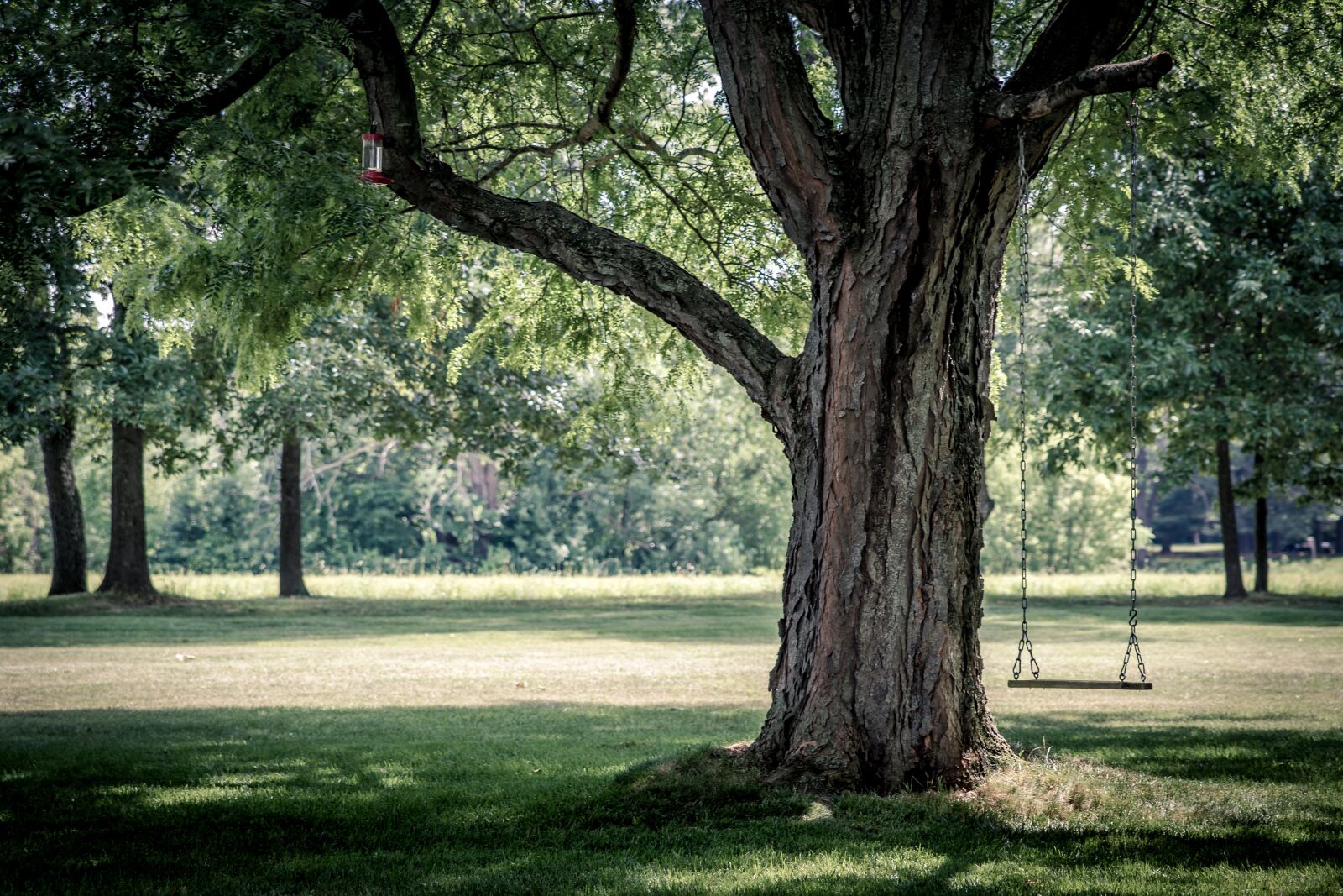 Canon EOS 7D Mark II sample photo. Branches, environment, grass photography