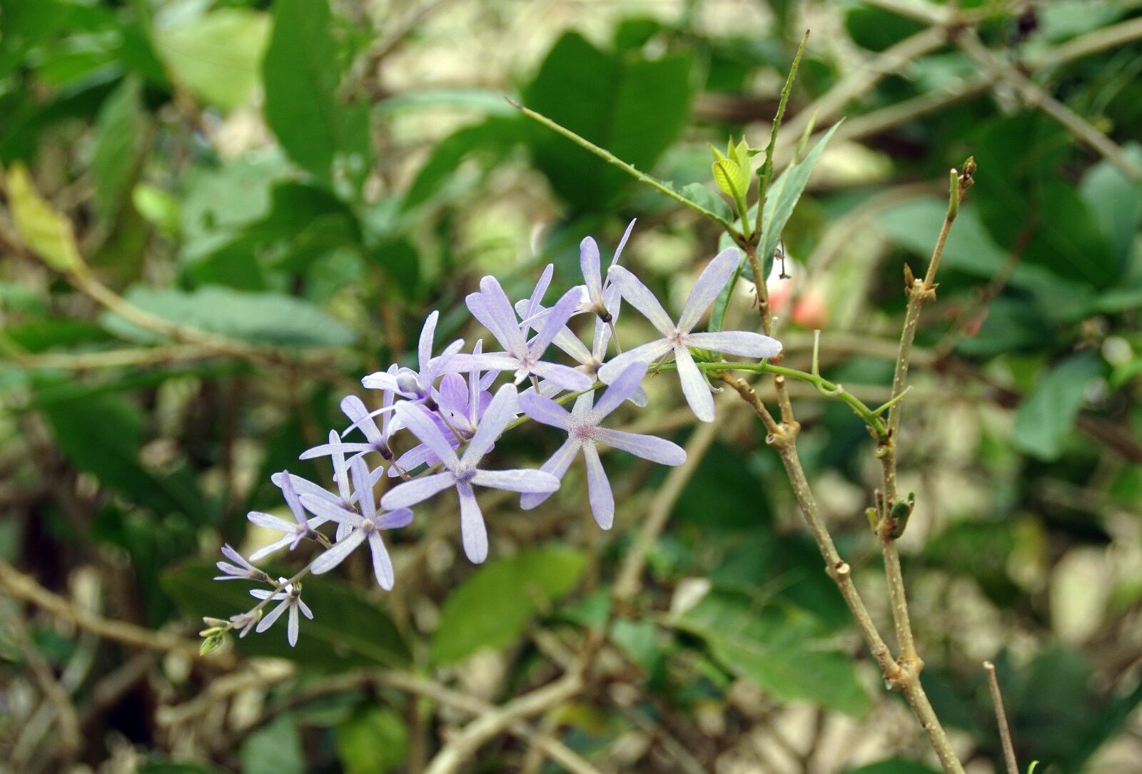 Pentax K-5 sample photo. Flower, violet, inflorescence photography