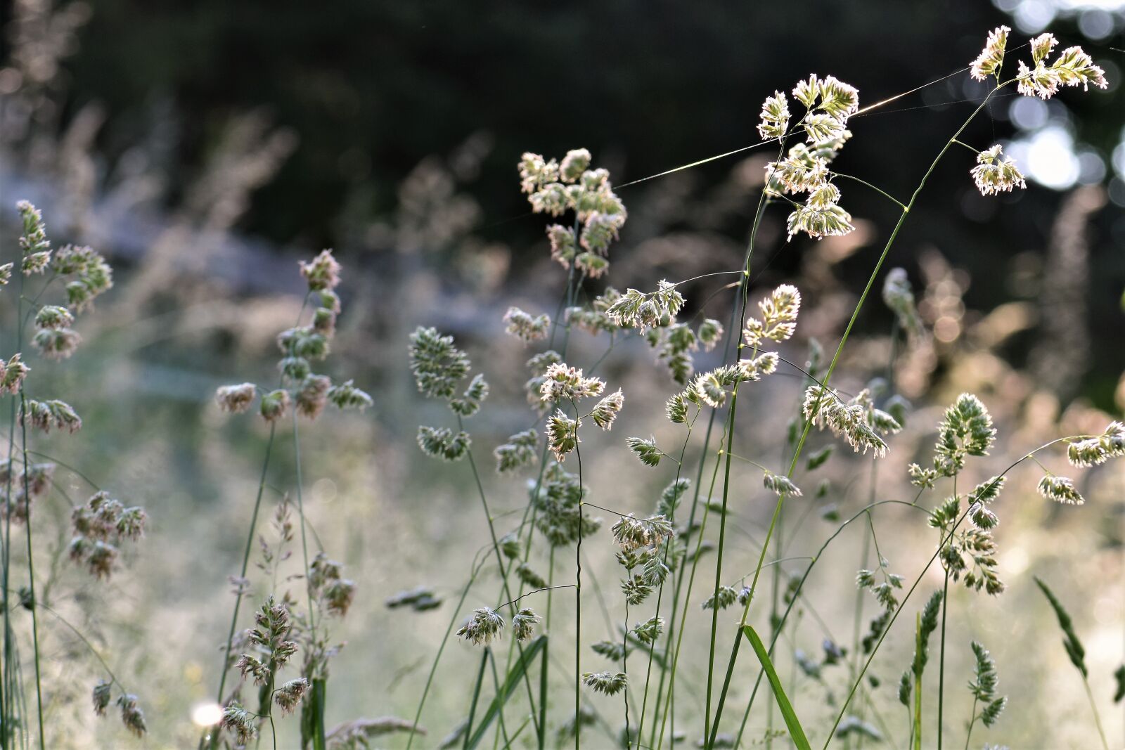 Nikon D5500 sample photo. Grass, meadow, green photography