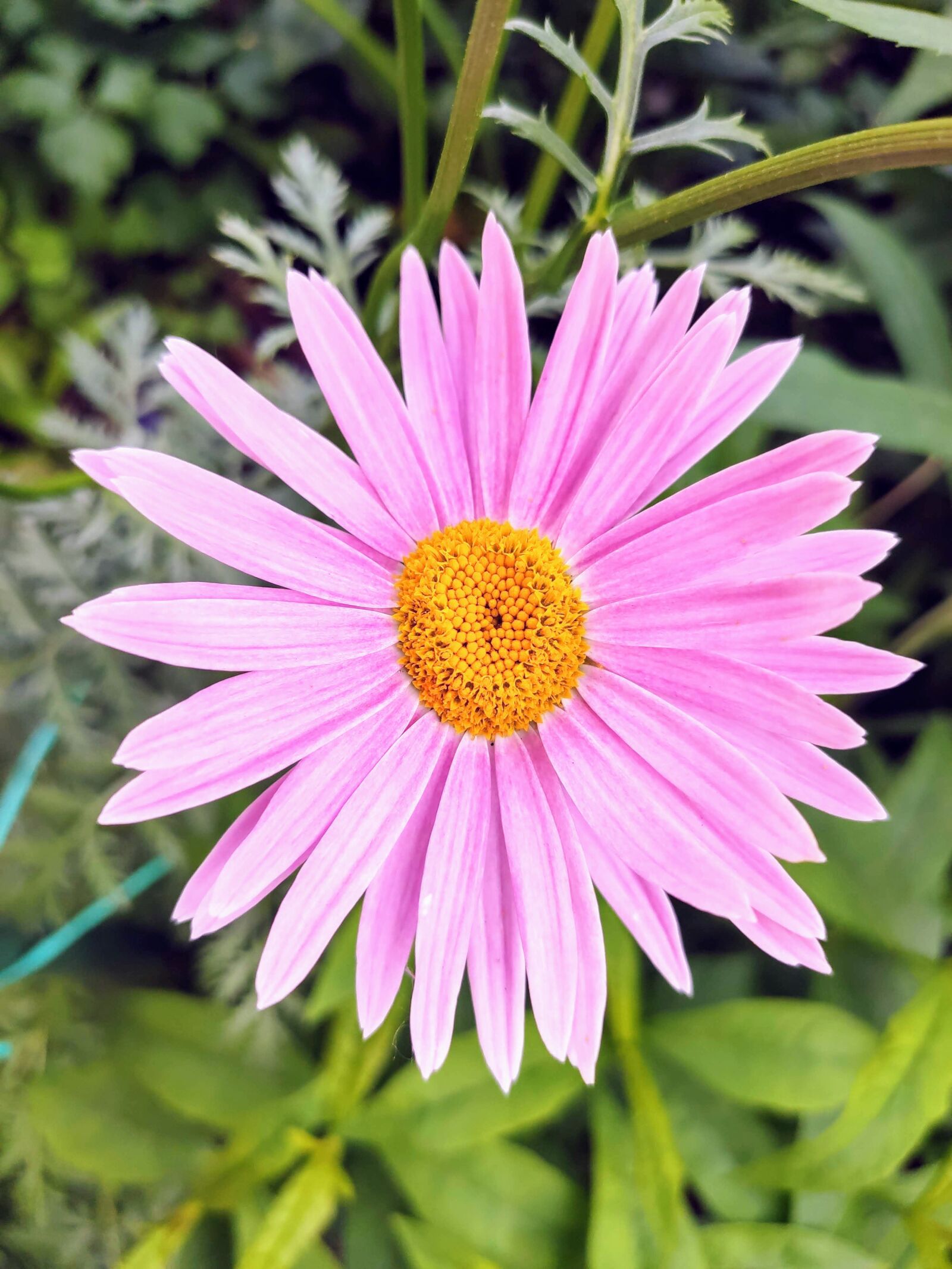 Xiaomi MI 9 sample photo. Flower, pink, nature photography