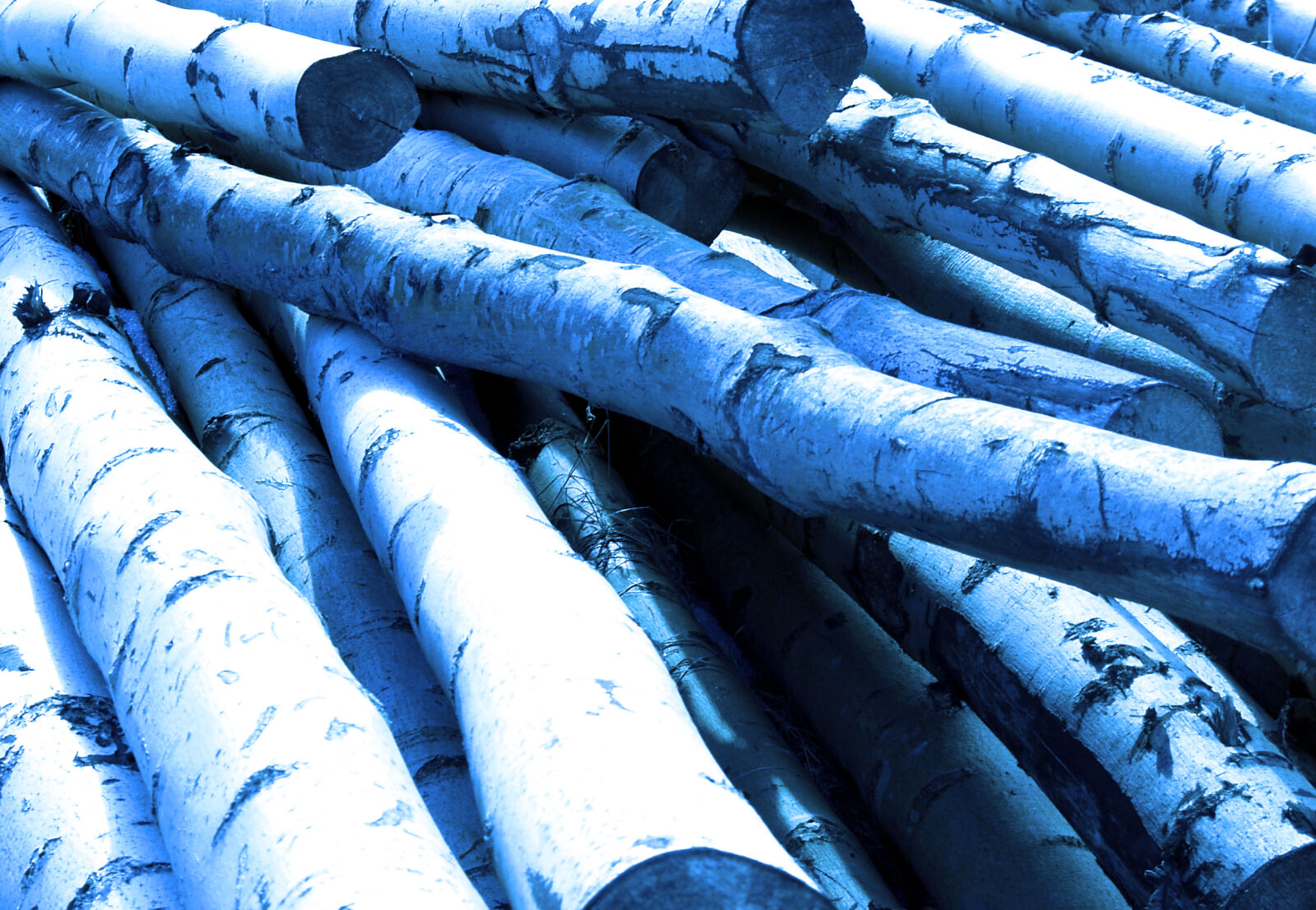 Olympus E-500 (EVOLT E-500) sample photo. Wood, logs photography