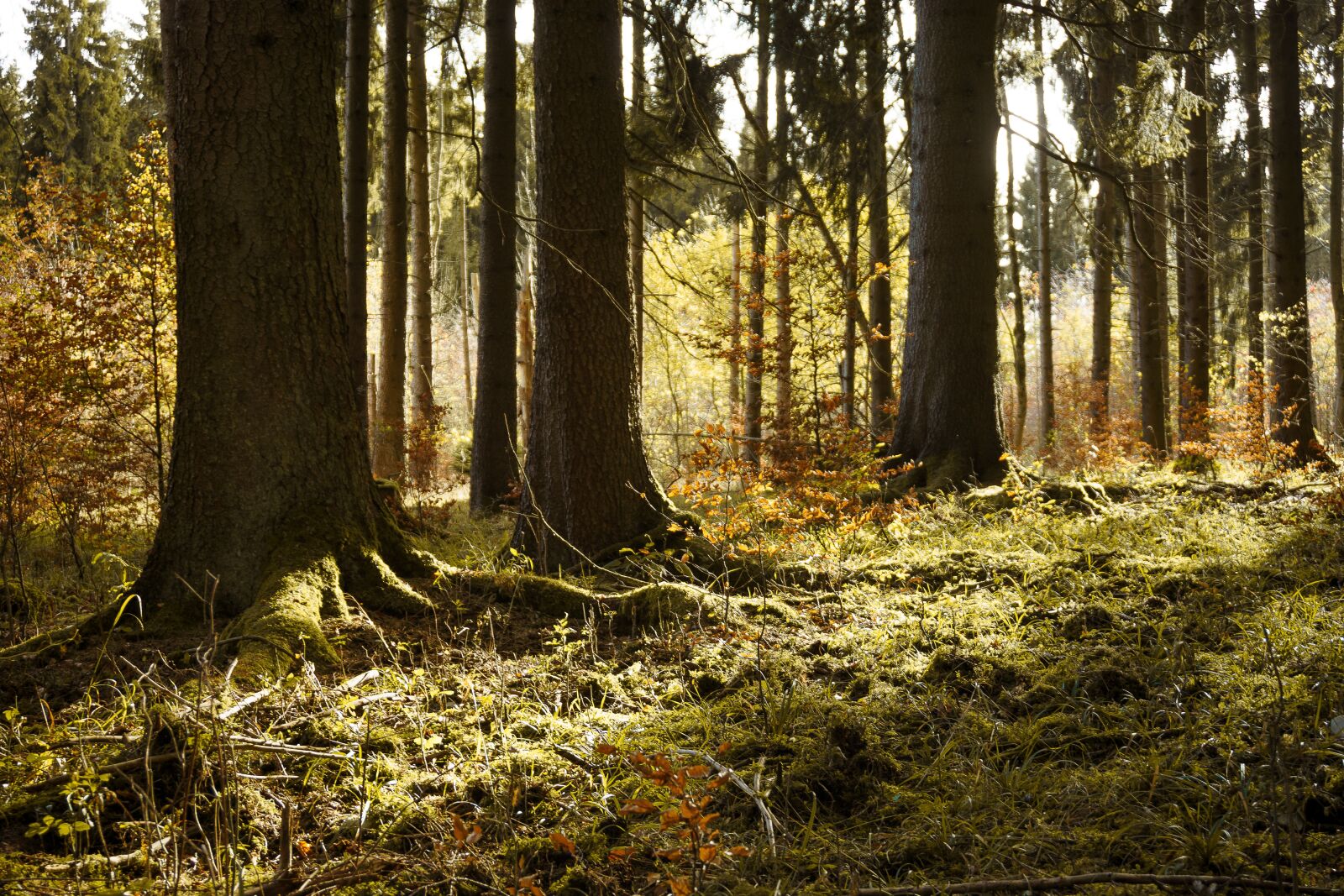 Sony E 16-50mm F3.5-5.6 PZ OSS sample photo. Forest, winter, autumn photography