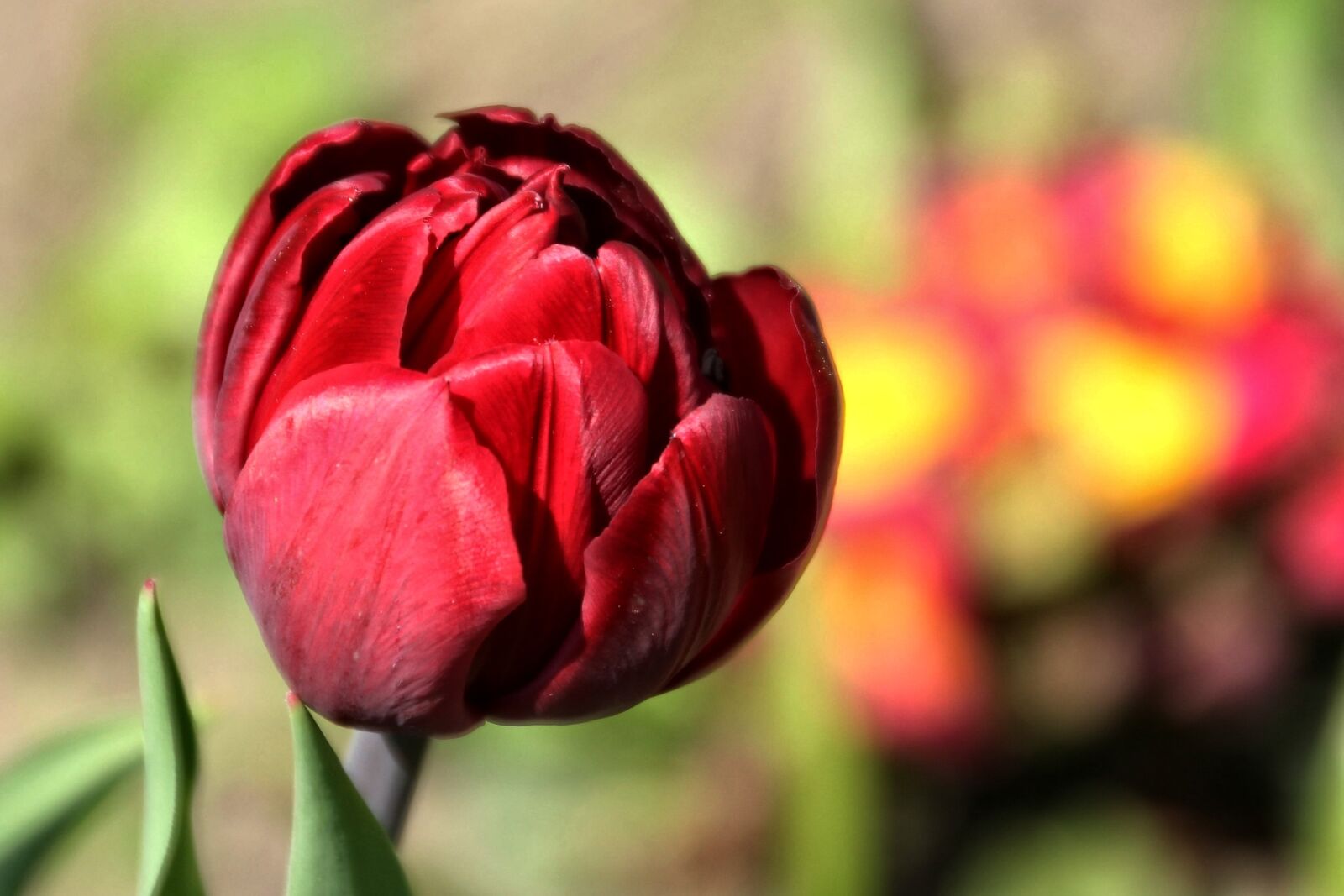 Canon EOS 1200D (EOS Rebel T5 / EOS Kiss X70 / EOS Hi) sample photo. Tulip, red, spring photography