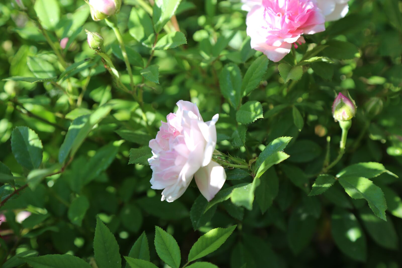 Canon EF 24-105mm F4L IS USM sample photo. Rose, white rose, flower photography