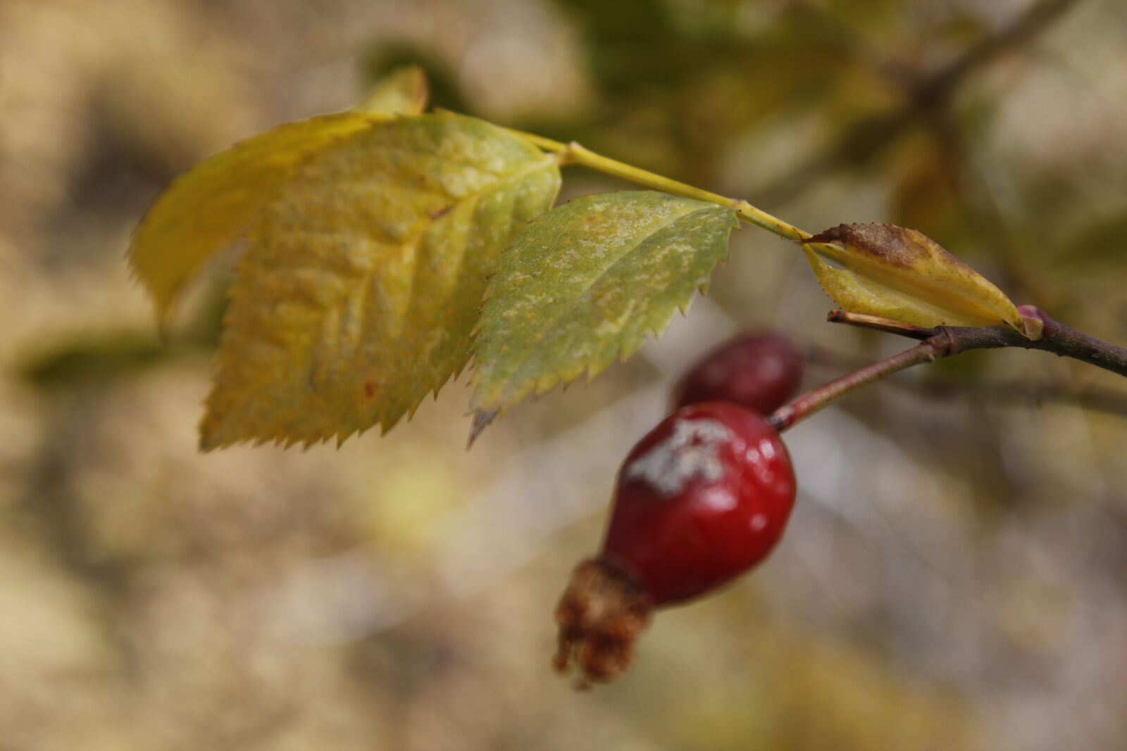 Canon EF-S 18-55mm F3.5-5.6 IS sample photo. Nature photography