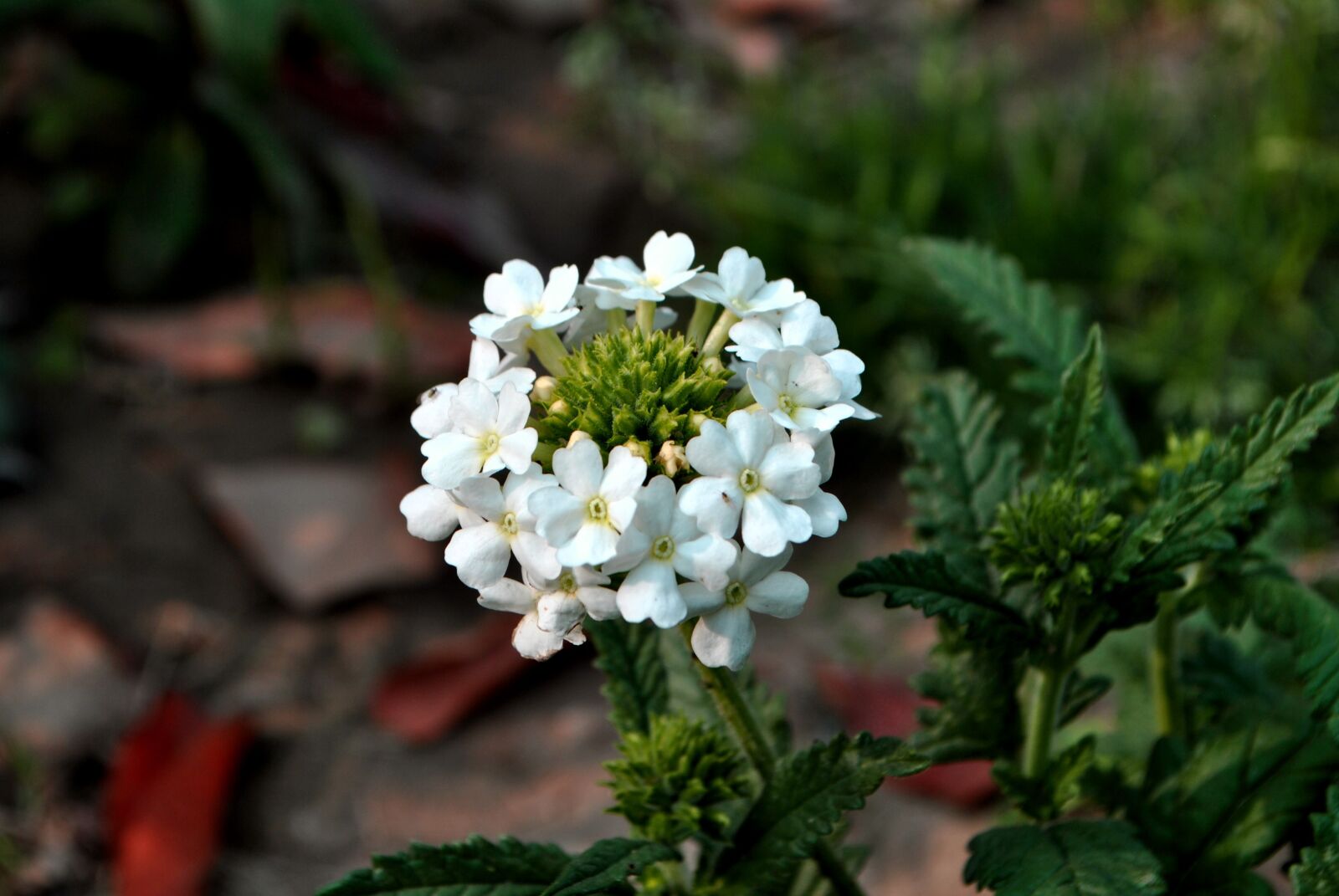 Nikon D3000 sample photo. Flowers, white, flower photography