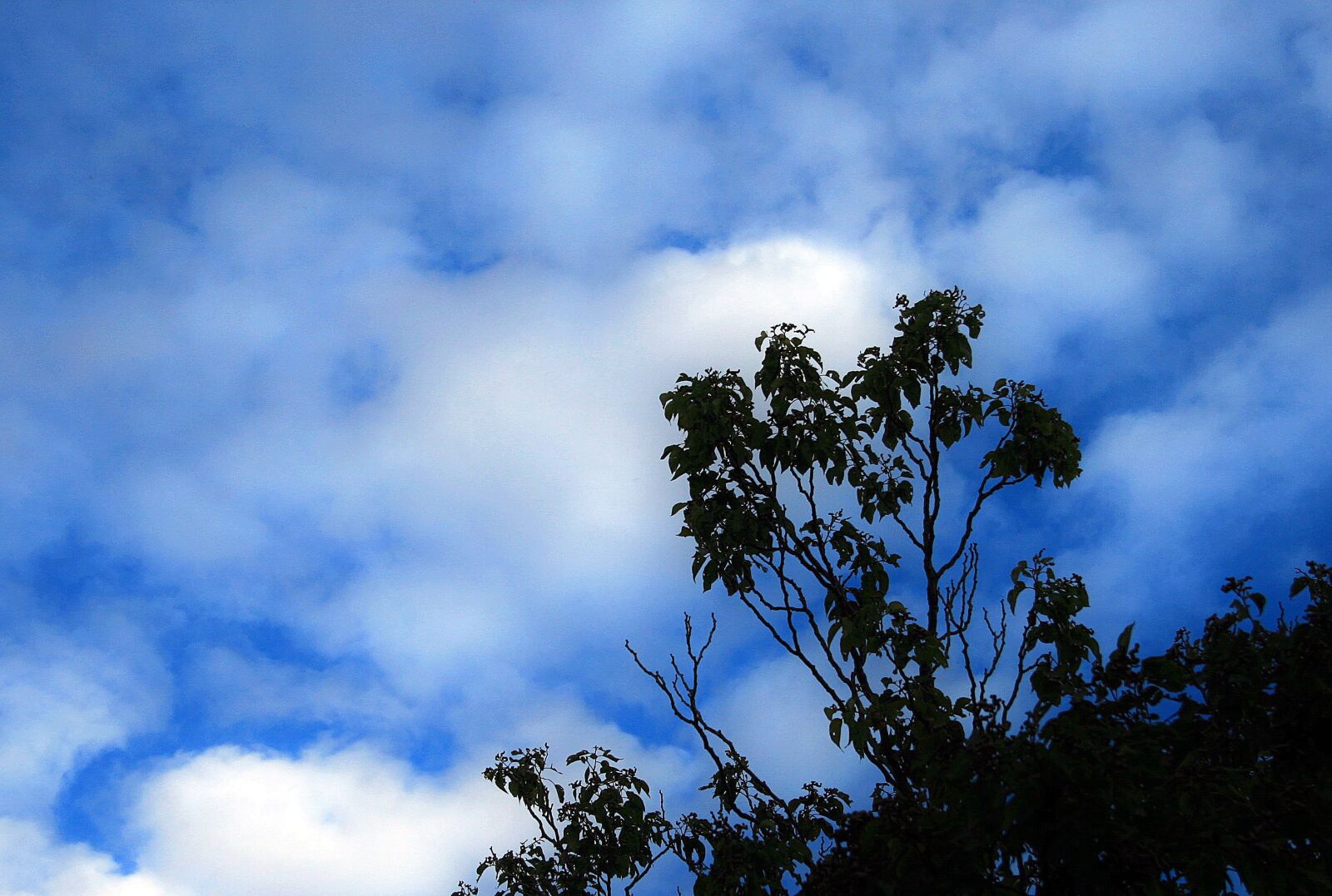 Canon EOS 400D (EOS Digital Rebel XTi / EOS Kiss Digital X) sample photo. Tree, sky, blue photography
