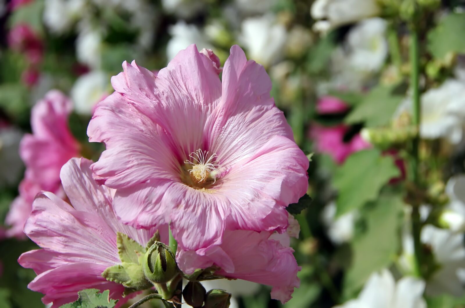 Pentax K-5 sample photo. Althea, hollyhock, pink flower photography