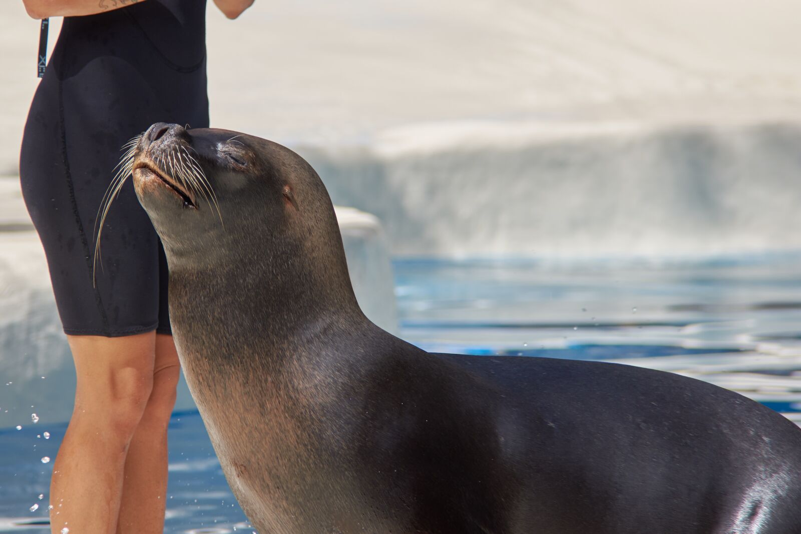 Nikon D7200 sample photo. Seal, woman, swim photography