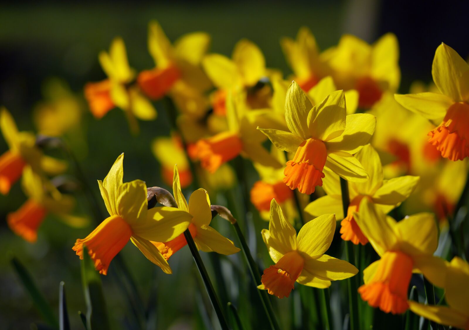 Panasonic Lumix DMC-GF7 sample photo. Daffodils, yellow, flowers photography