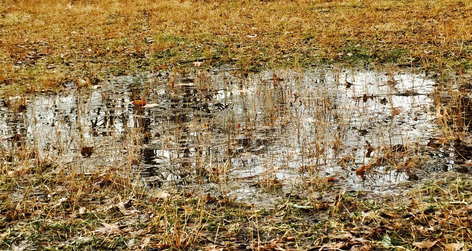 iPhone 6 back camera 4.15mm f/2.2 sample photo. Central, park, pond photography