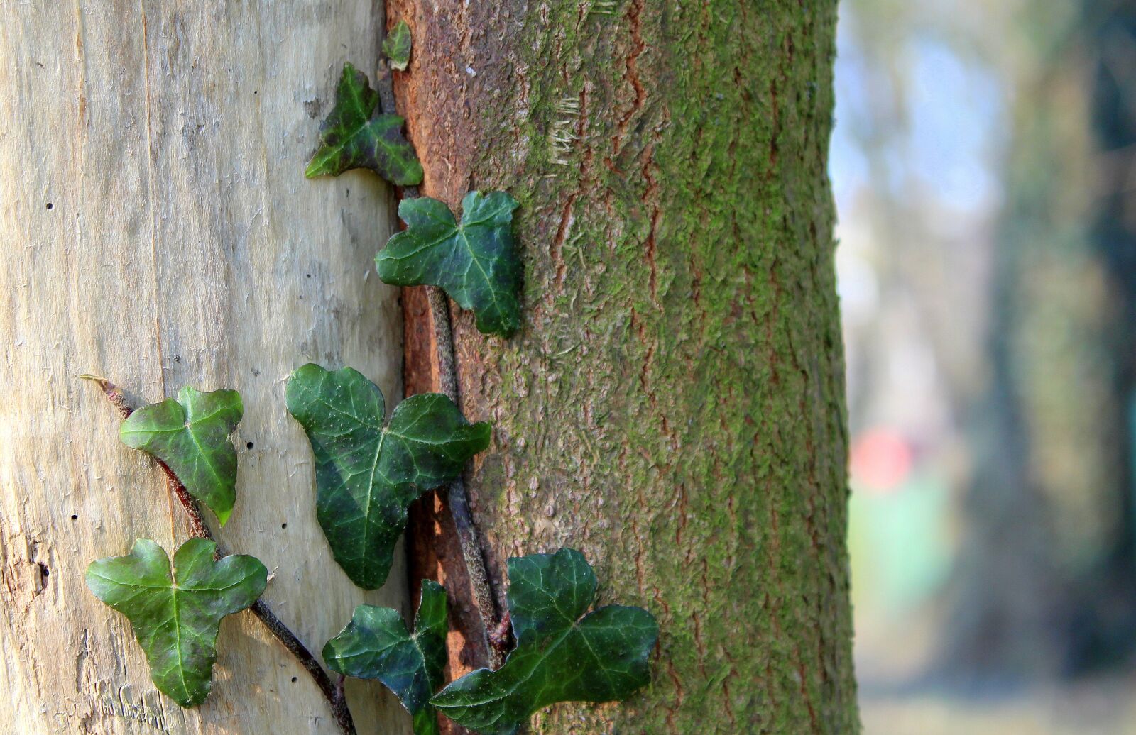 Canon EOS 1200D (EOS Rebel T5 / EOS Kiss X70 / EOS Hi) sample photo. Ivy, creeper, tree photography