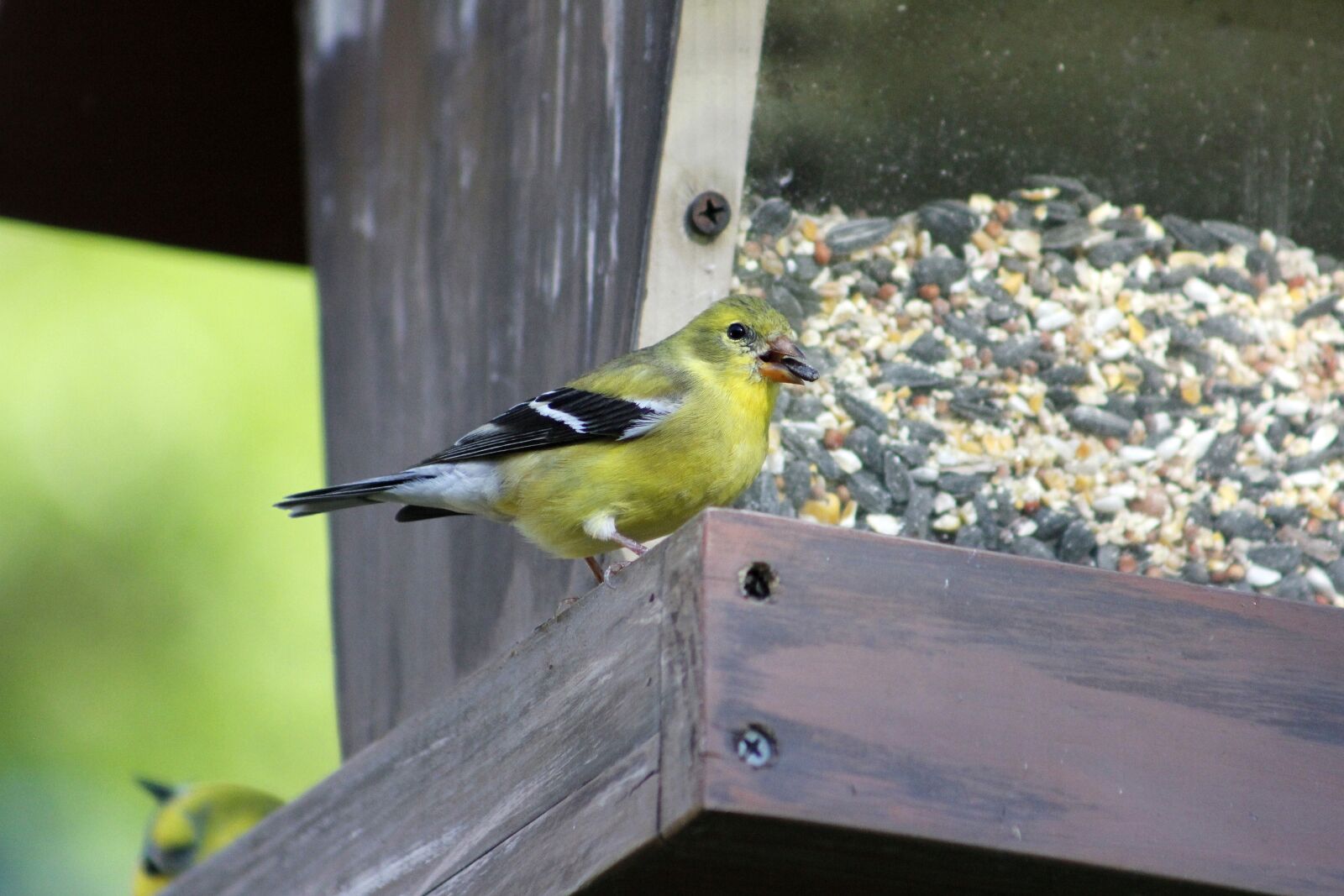 Canon EOS 550D (EOS Rebel T2i / EOS Kiss X4) sample photo. Bird, outdoors, nature photography