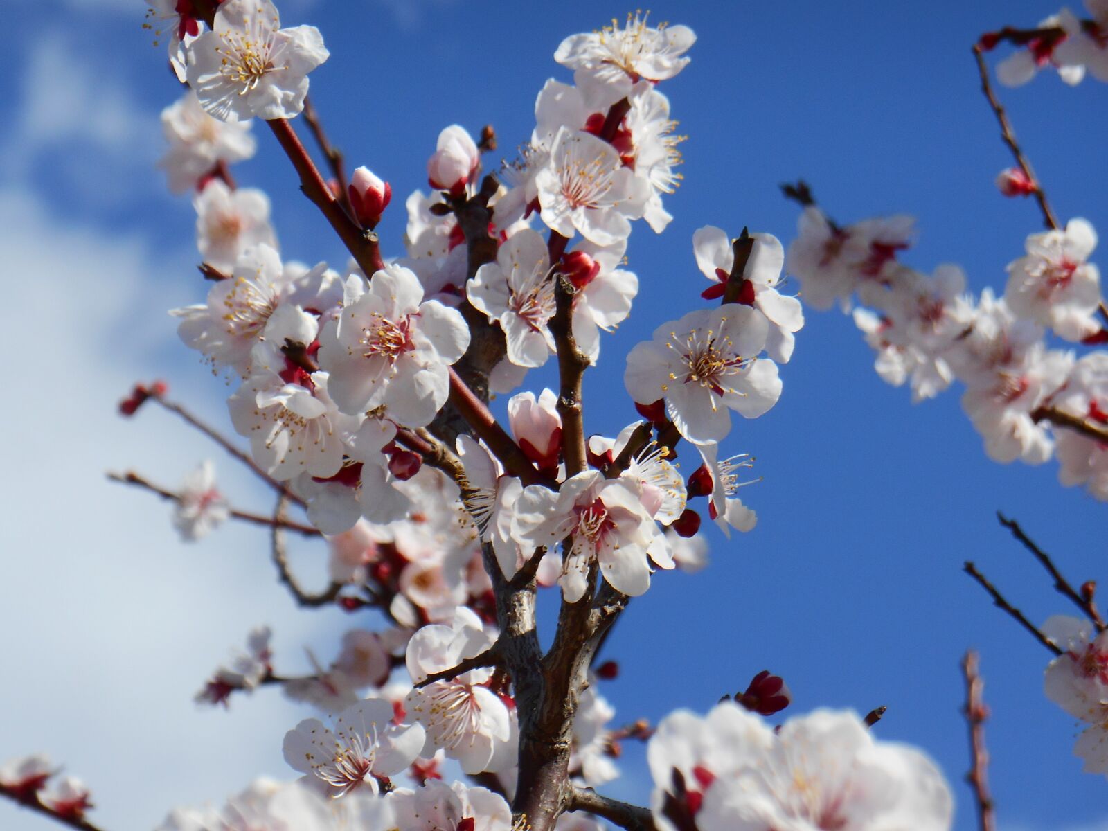Nikon Coolpix S3500 sample photo. Plum, white plum blossoms photography