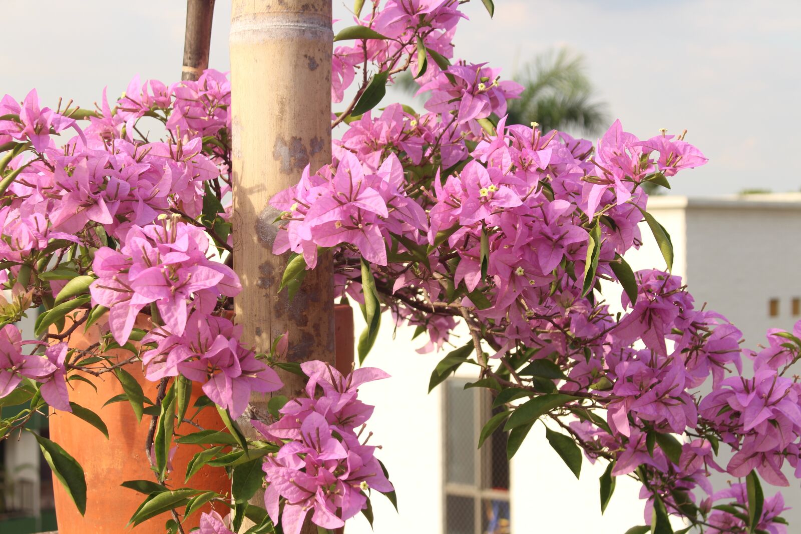 Canon EOS 700D (EOS Rebel T5i / EOS Kiss X7i) sample photo. Flowers, veranera, plants photography