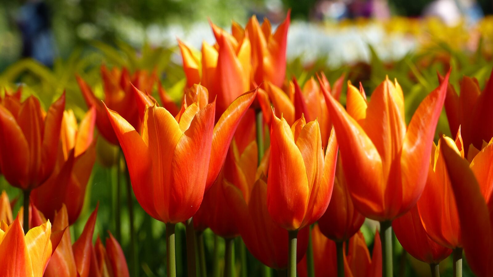 Panasonic Lumix DMC-FZ200 sample photo. Tulip, flower, garden photography