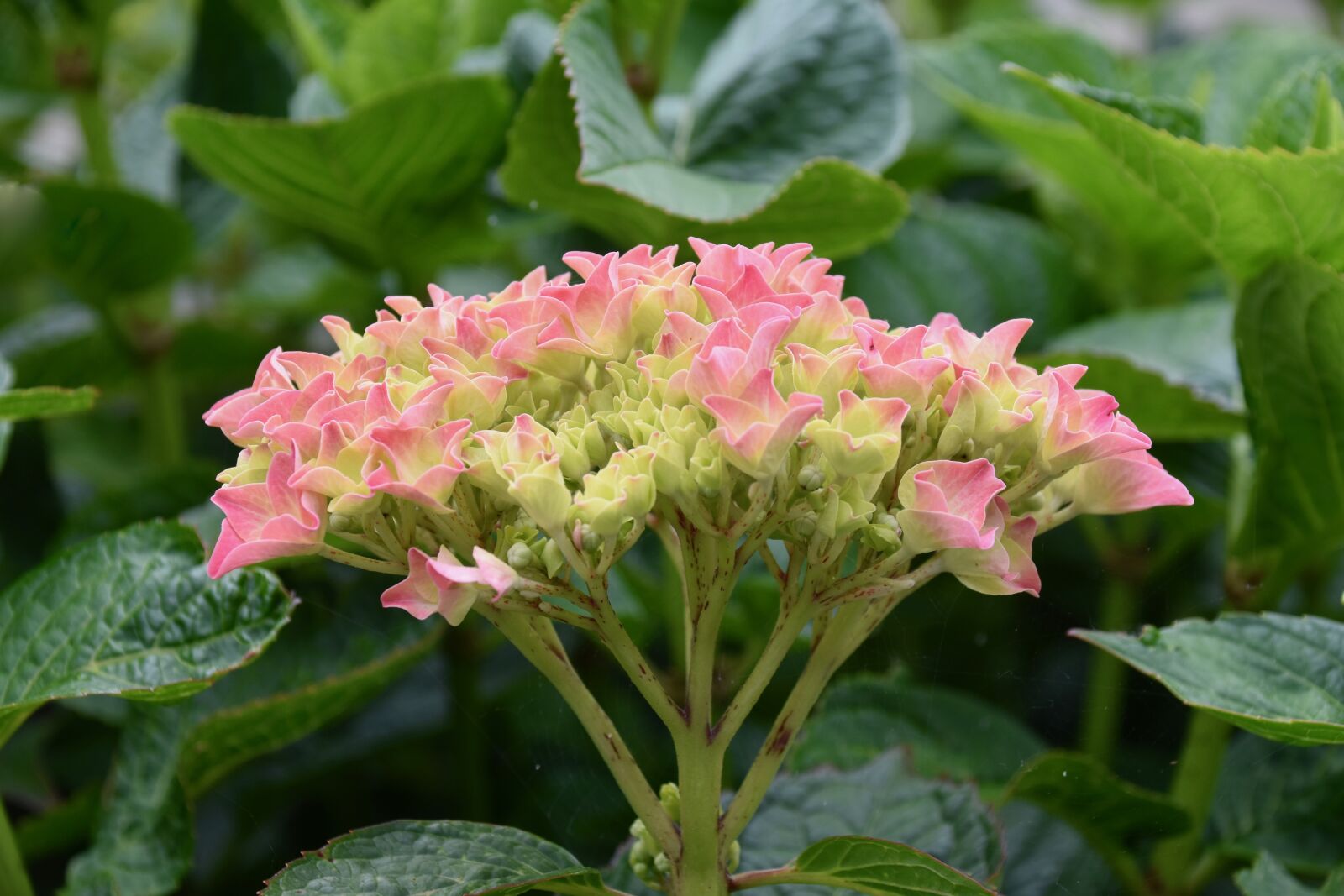 Nikon D5600 sample photo. Flower, flower hydrangea, pink photography