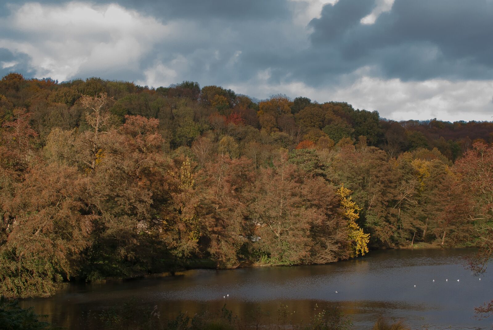 Nikon D80 sample photo. Landscape, park, fall photography