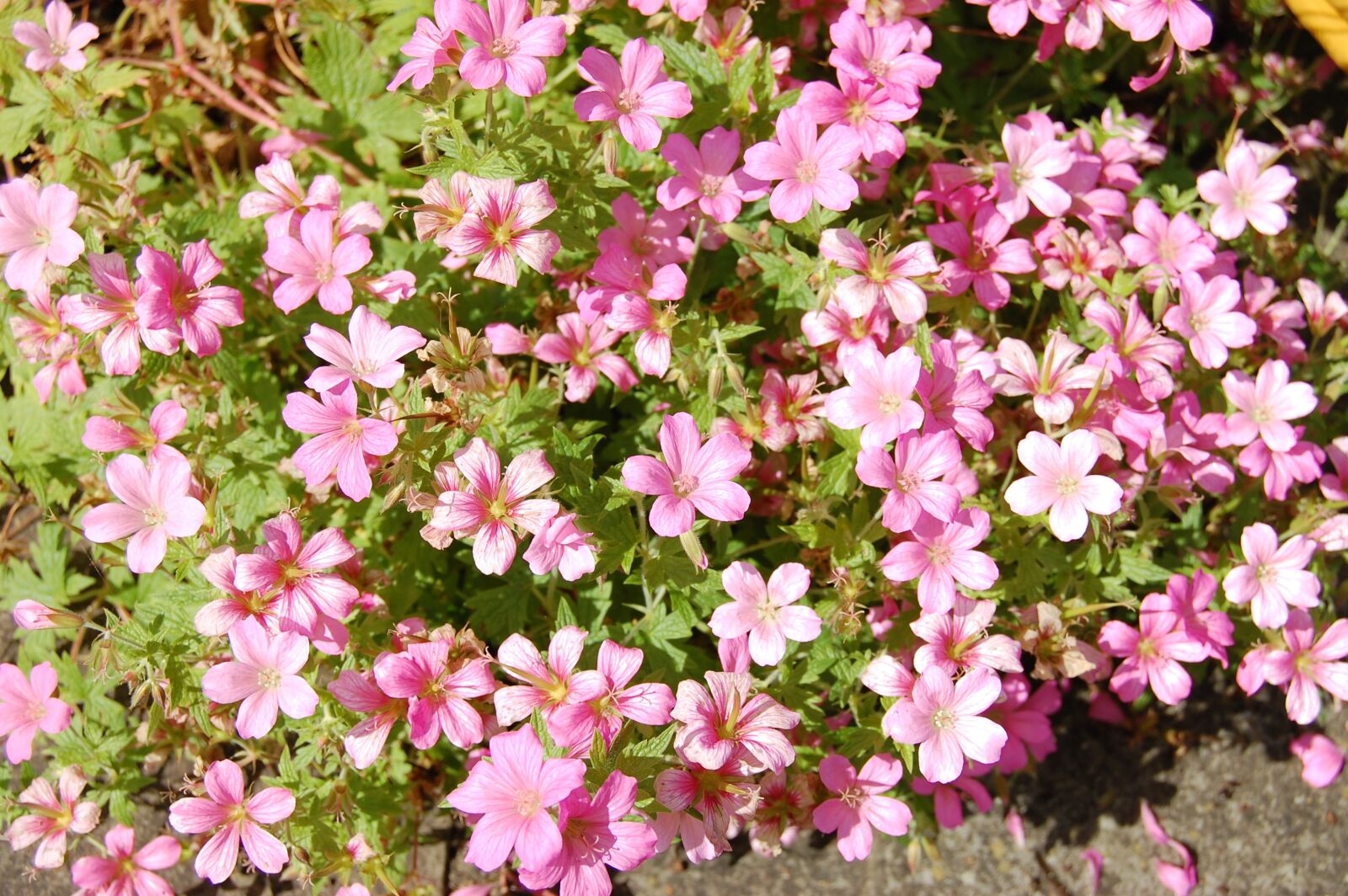 Nikon D40 sample photo. Cranesbill, geranium, flower photography