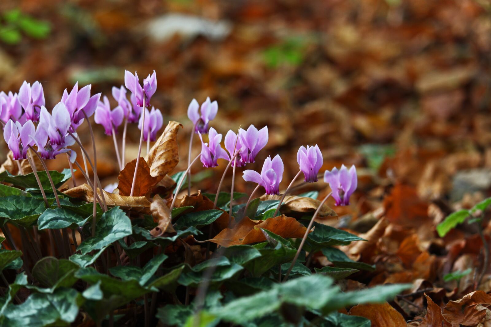 Canon EF-S 55-250mm F4-5.6 IS STM sample photo. Arboretum, cyclamen, violet photography
