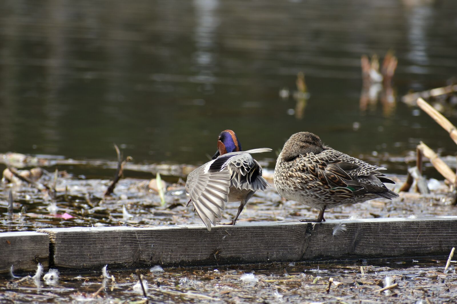 Nikon D7200 sample photo. Animal, lake, waterside photography