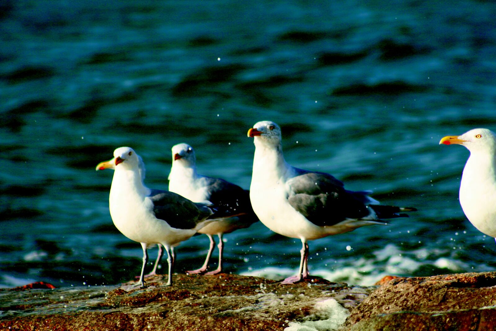 Canon EOS 30D sample photo. Gulls, ocean, waves photography