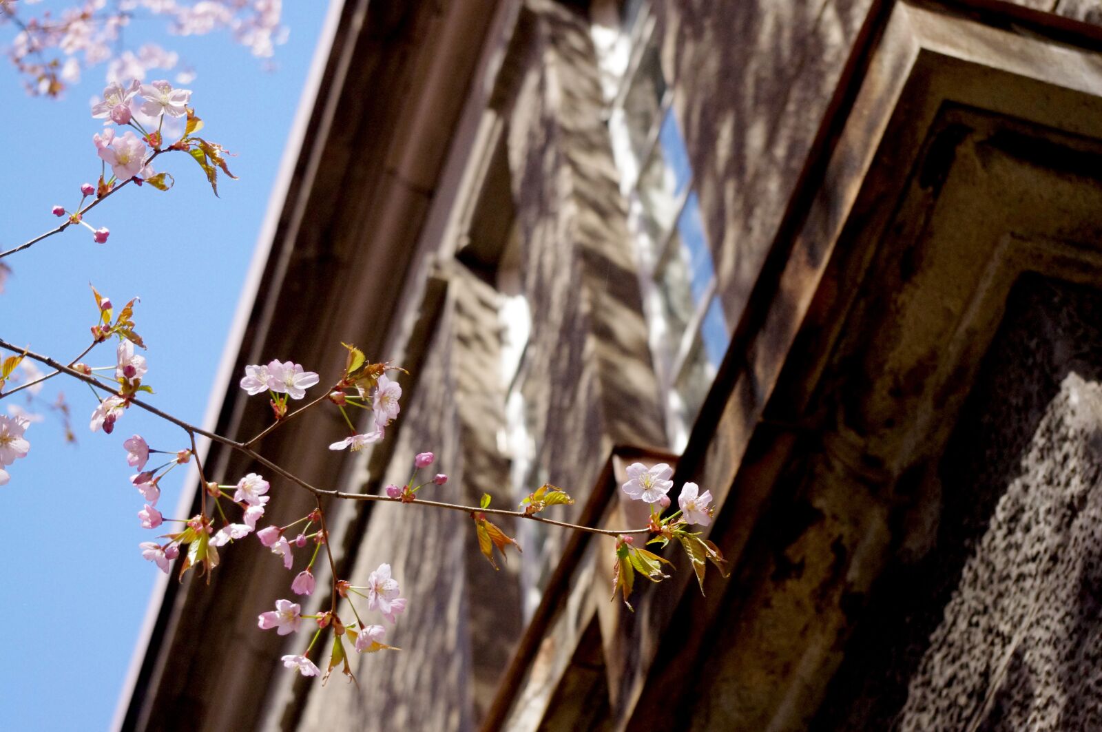 Pentax K-r sample photo. Sakura, flower, spring photography