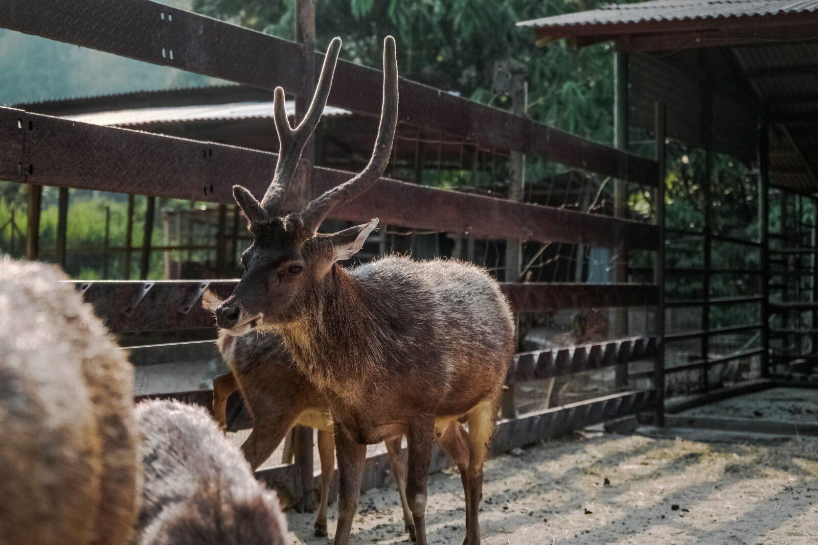 Samsung NX1 + Saumsun NX 16-50mm F2-2.8 S ED OIS sample photo. Animal, deer, horn photography