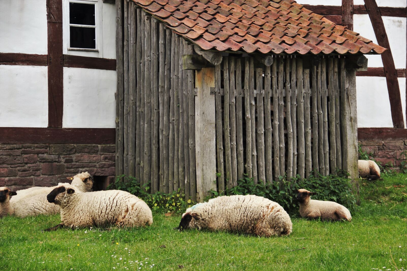 Canon EOS 550D (EOS Rebel T2i / EOS Kiss X4) sample photo. Sheep, sheep barn, farm photography