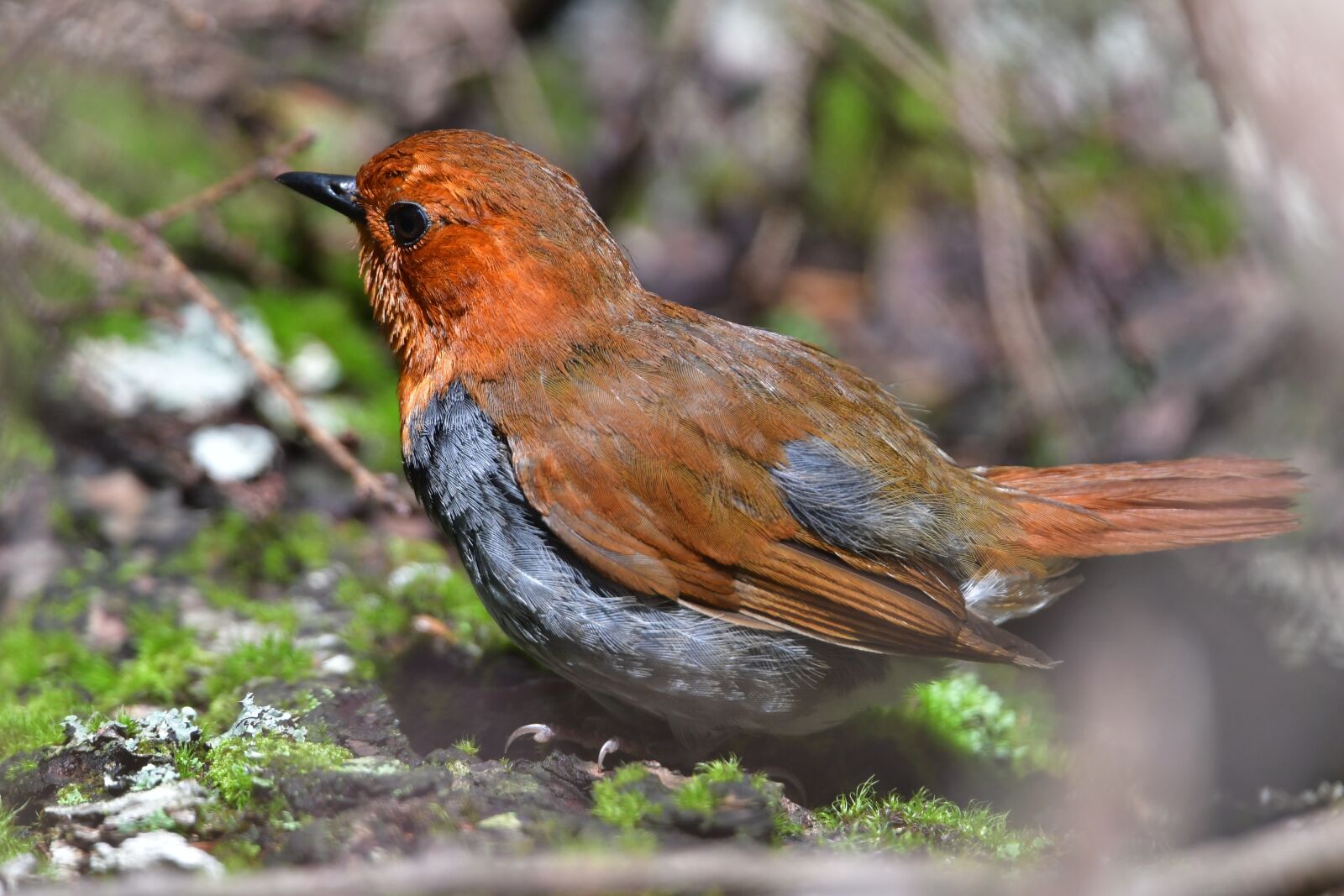 Nikon D500 sample photo. Wild animals, natural, bird photography