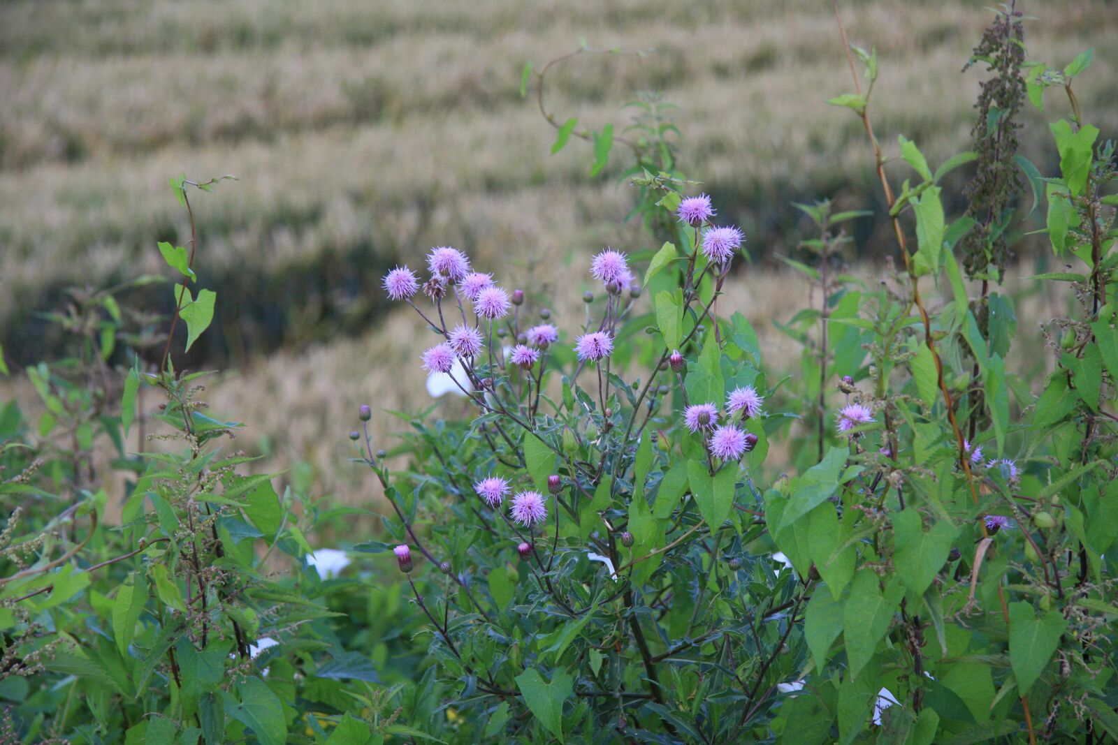 Canon EOS 40D sample photo. Plant, violet, flowers photography
