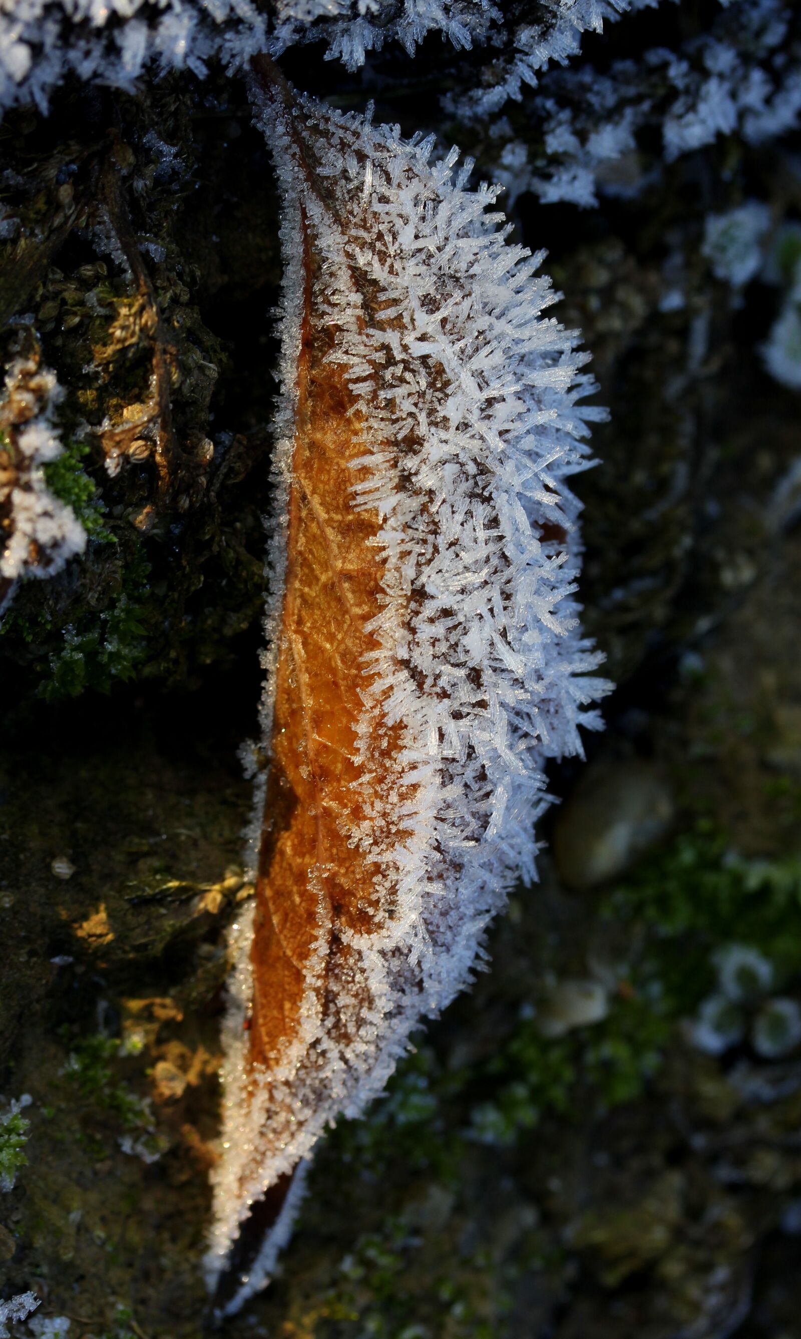 Canon EF-S 60mm F2.8 Macro USM sample photo. Leaf, frozen, snow photography