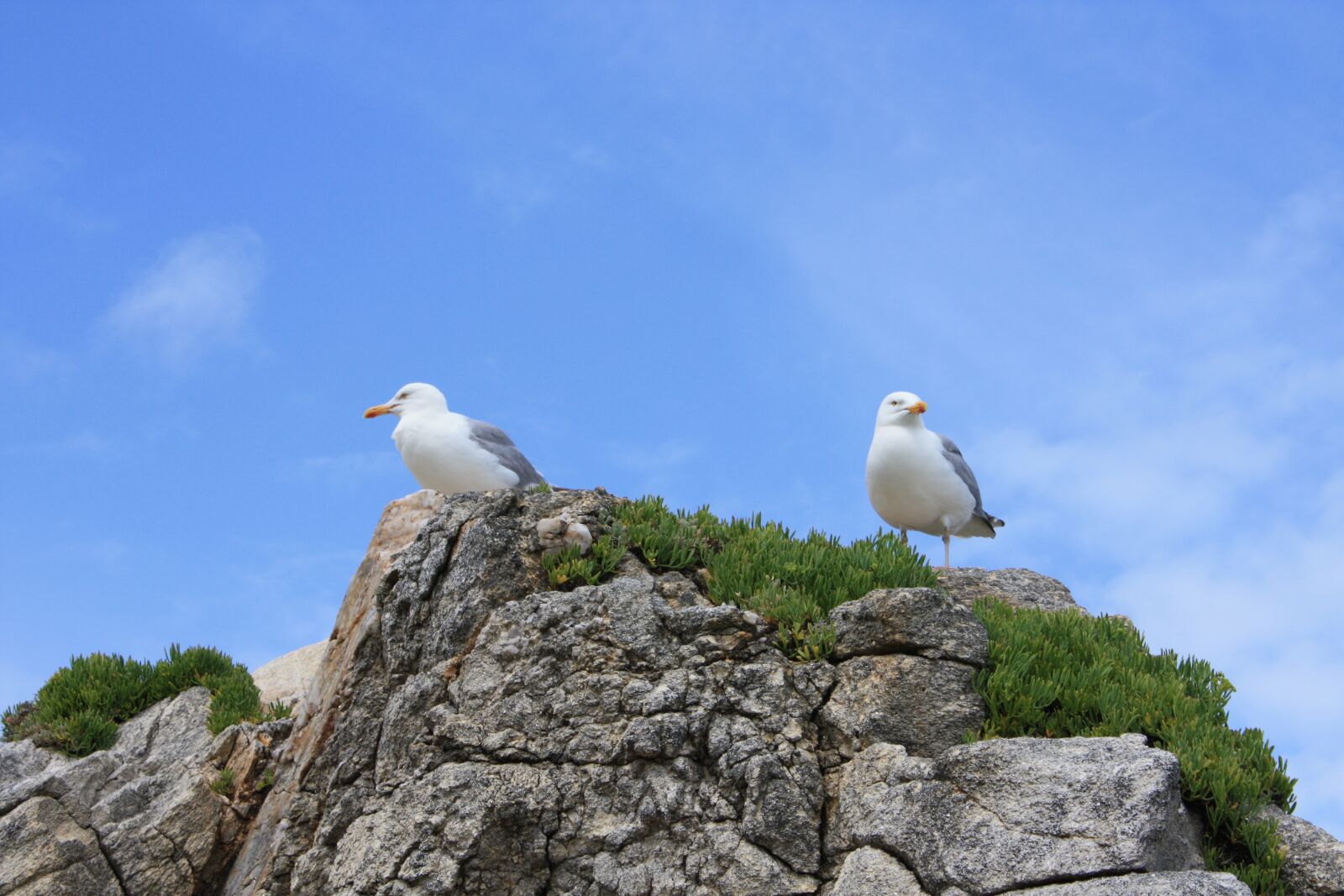 Canon EOS 450D (EOS Rebel XSi / EOS Kiss X2) sample photo. Rock, gulls, bird photography