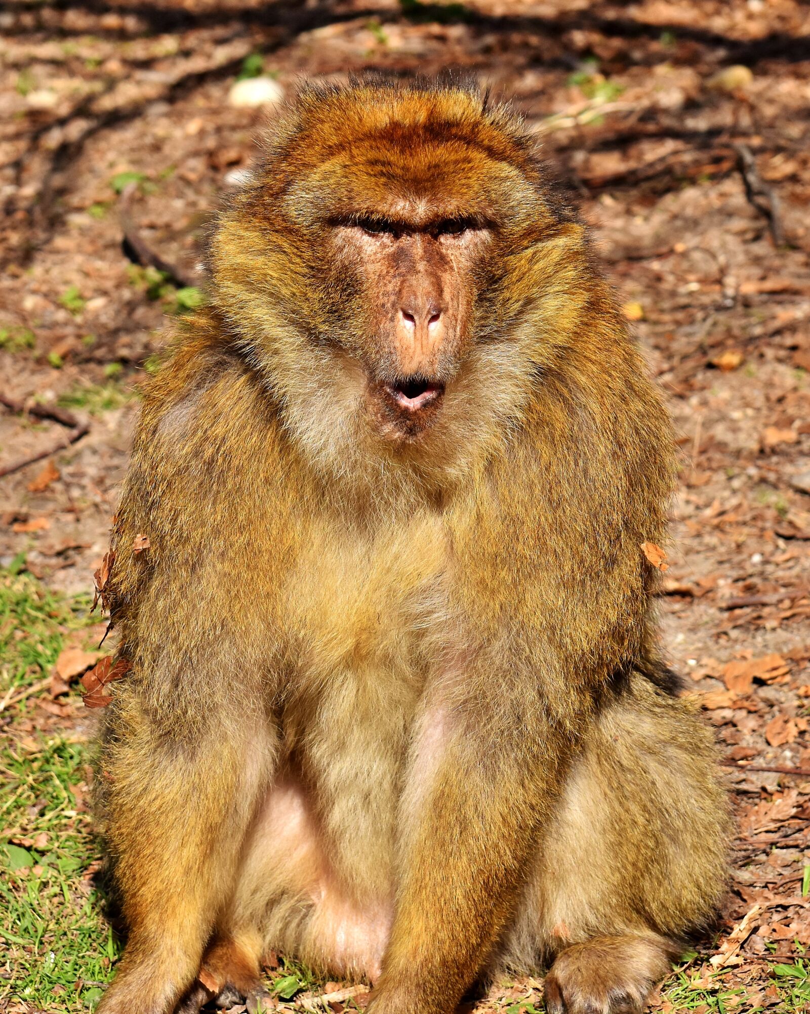 Nikon D7200 sample photo. Barbary ape, endangered species photography