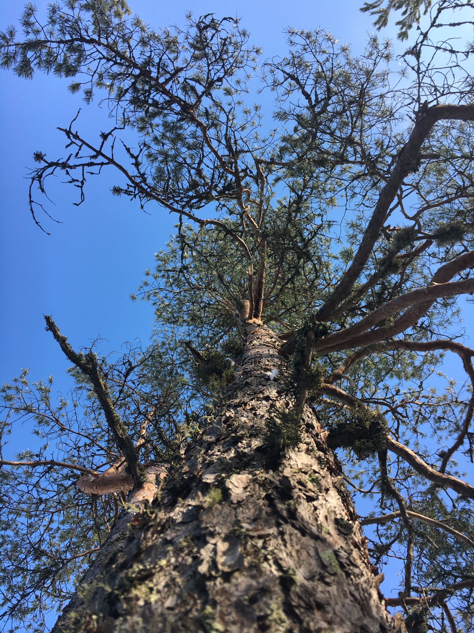 Apple iPhone 6s sample photo. Pine tree, sky, nature photography