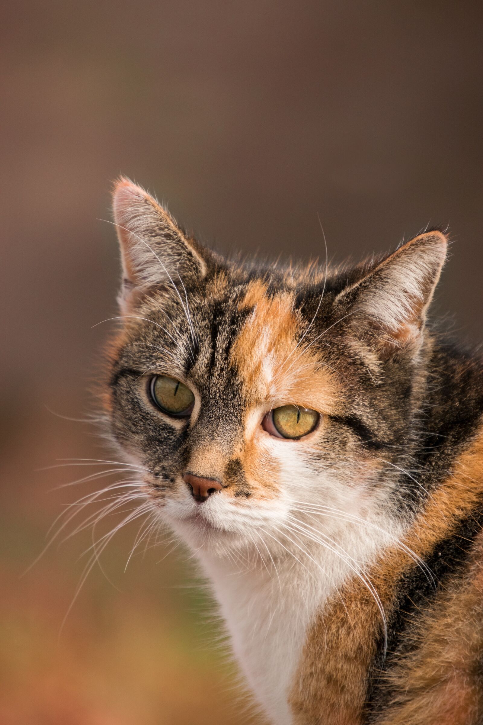 Nikon D3300 sample photo. Cute, animal, cat photography