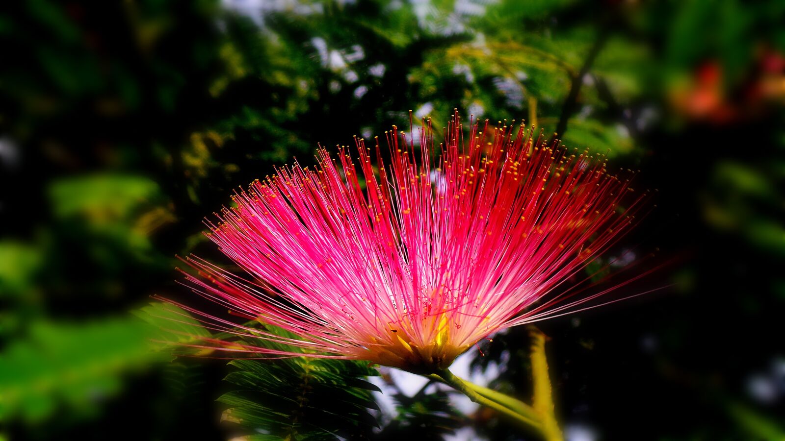 Samsung Galaxy Camera (Wi-Fi) sample photo. Spoor flower, wildflower, nature's photography