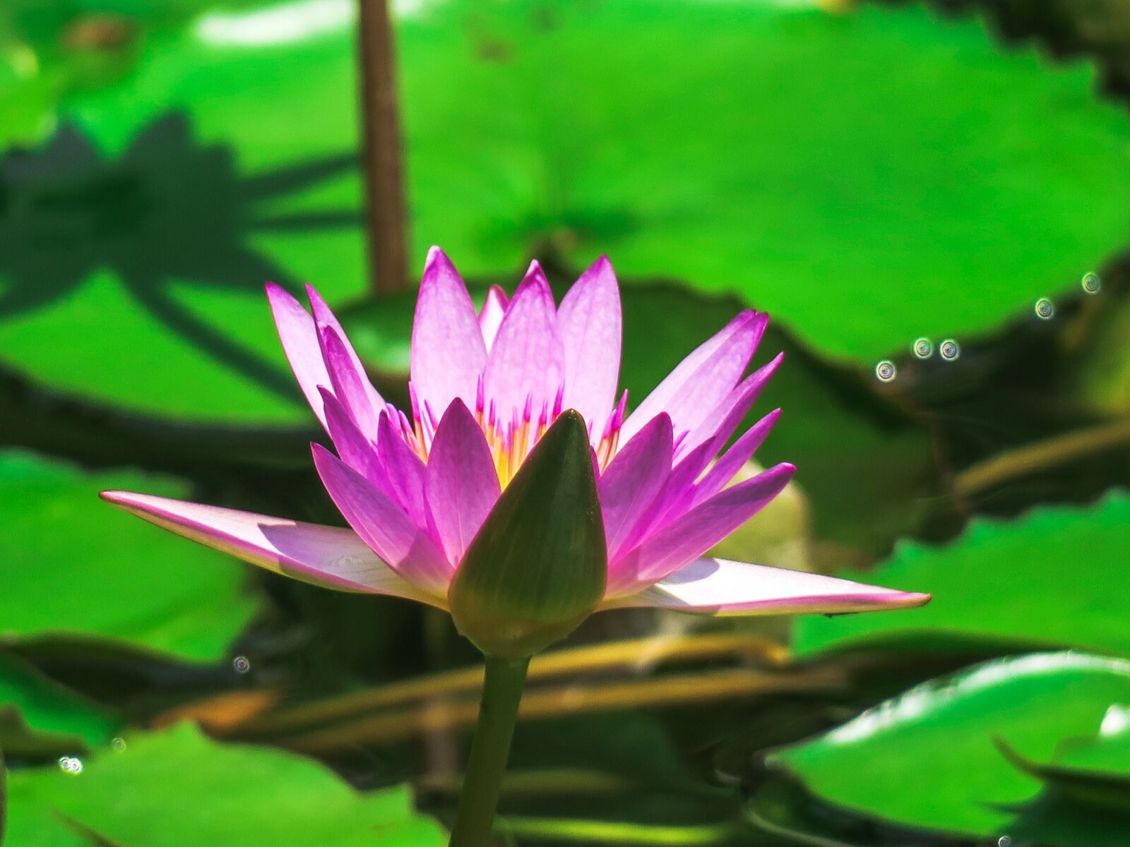 Canon PowerShot G3 X sample photo. Water lilies, aquatic plants photography