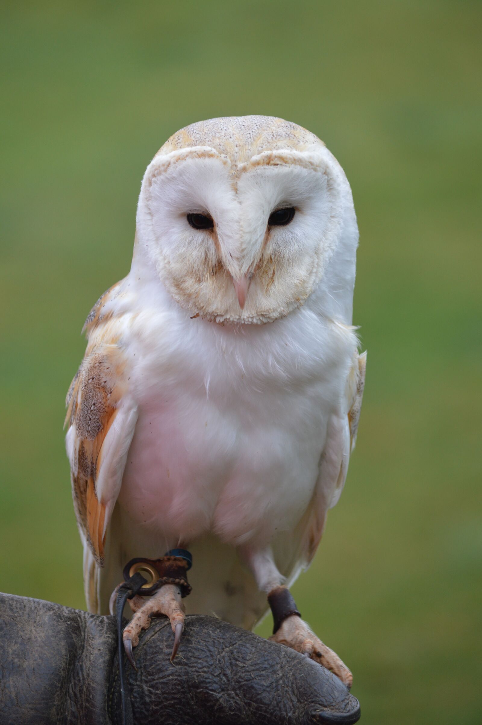 Nikon D3200 sample photo. Wildlife, bird, nature photography