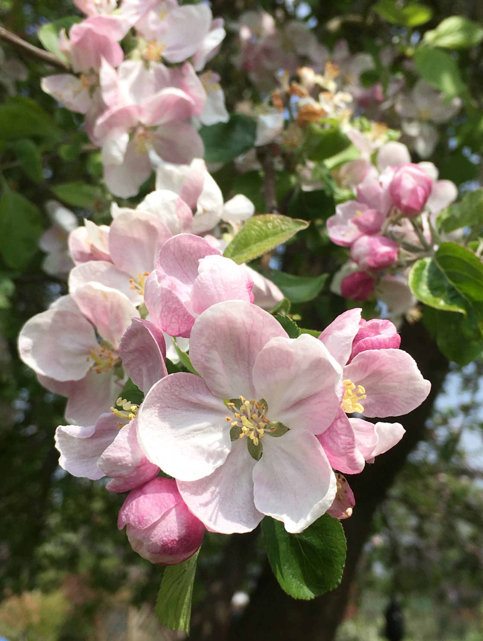 Apple iPhone SE sample photo. Apple, apple tree, blossom photography