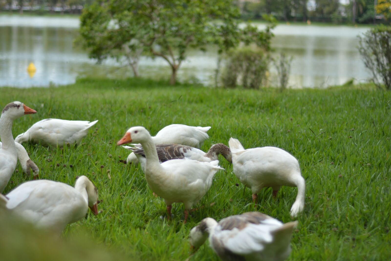 Nikon D5200 sample photo. Bird, water, lake photography