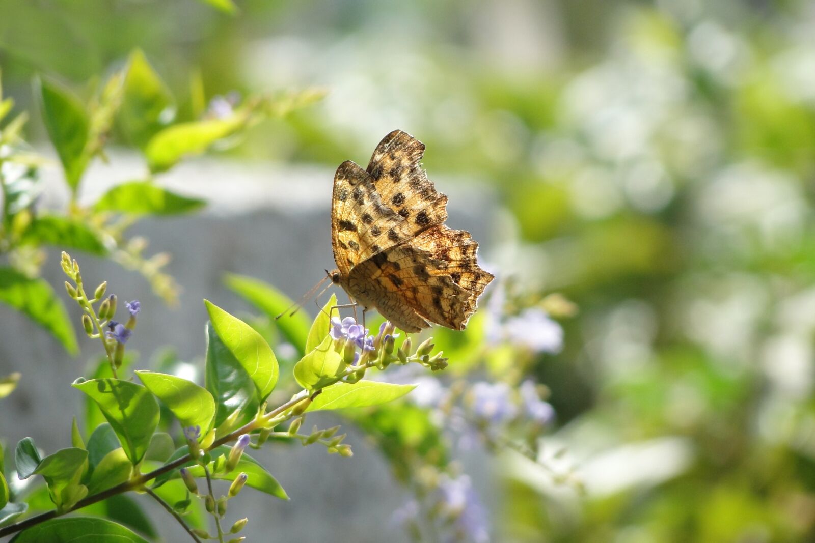 Sony Cyber-shot DSC-HX1 sample photo. Quentin chong, butterfly, golden photography