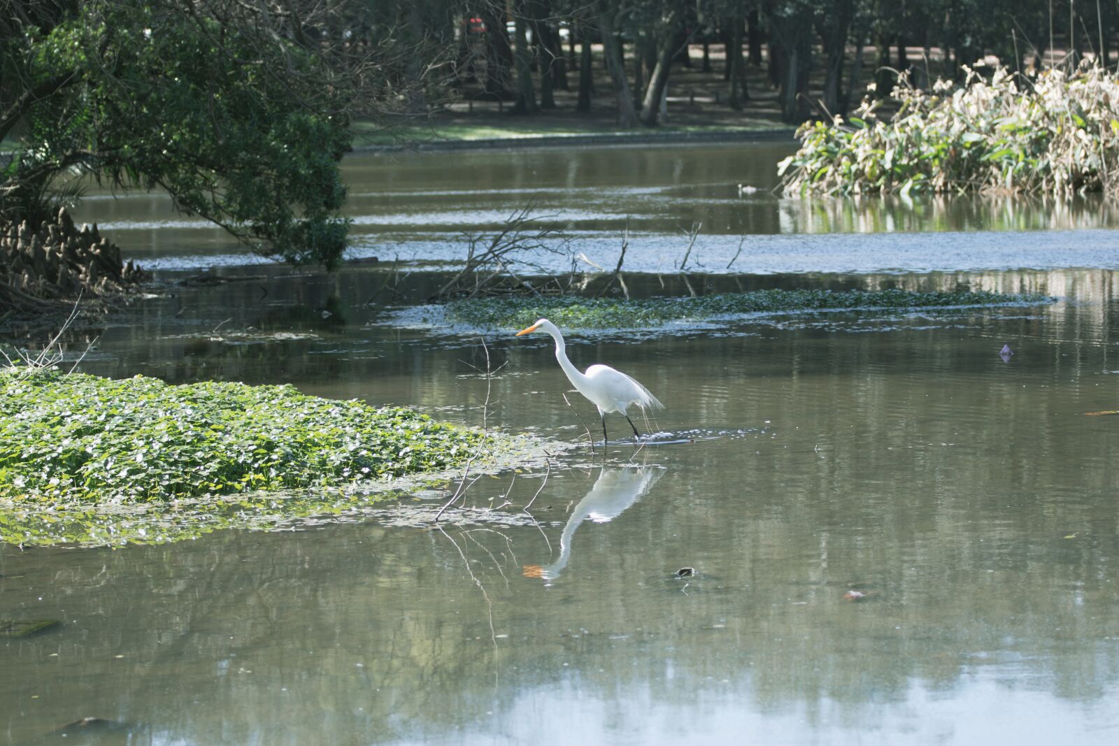 Canon EOS 200D (EOS Rebel SL2 / EOS Kiss X9) sample photo. Heron, white bird, waterfowl photography