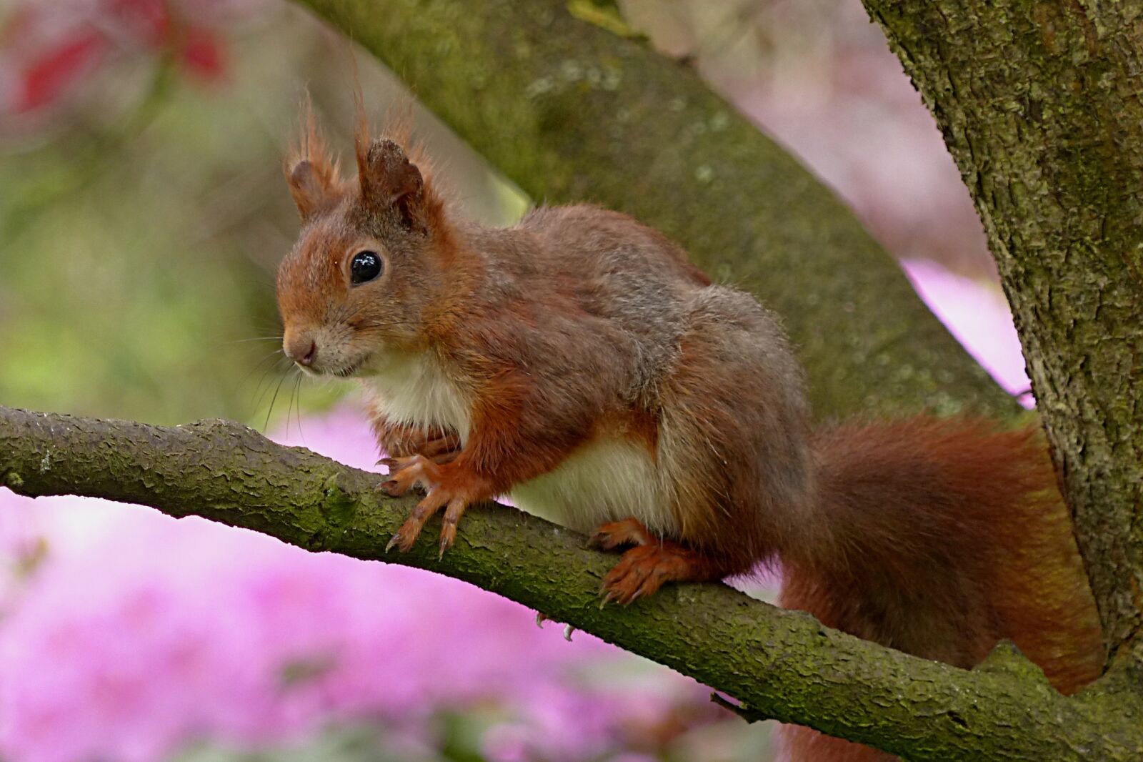 Panasonic Lumix DMC-FZ200 sample photo. Squirrel, sciurus, animal photography
