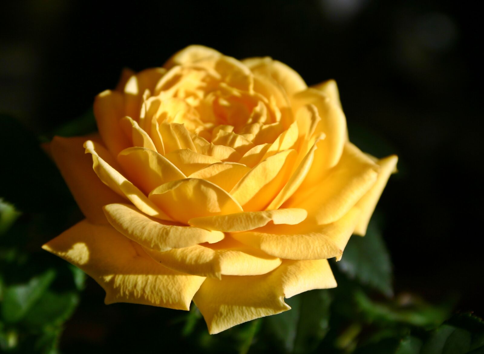 Canon EOS 300D (EOS Digital Rebel / EOS Kiss Digital) sample photo. Rose, flower, blossom photography
